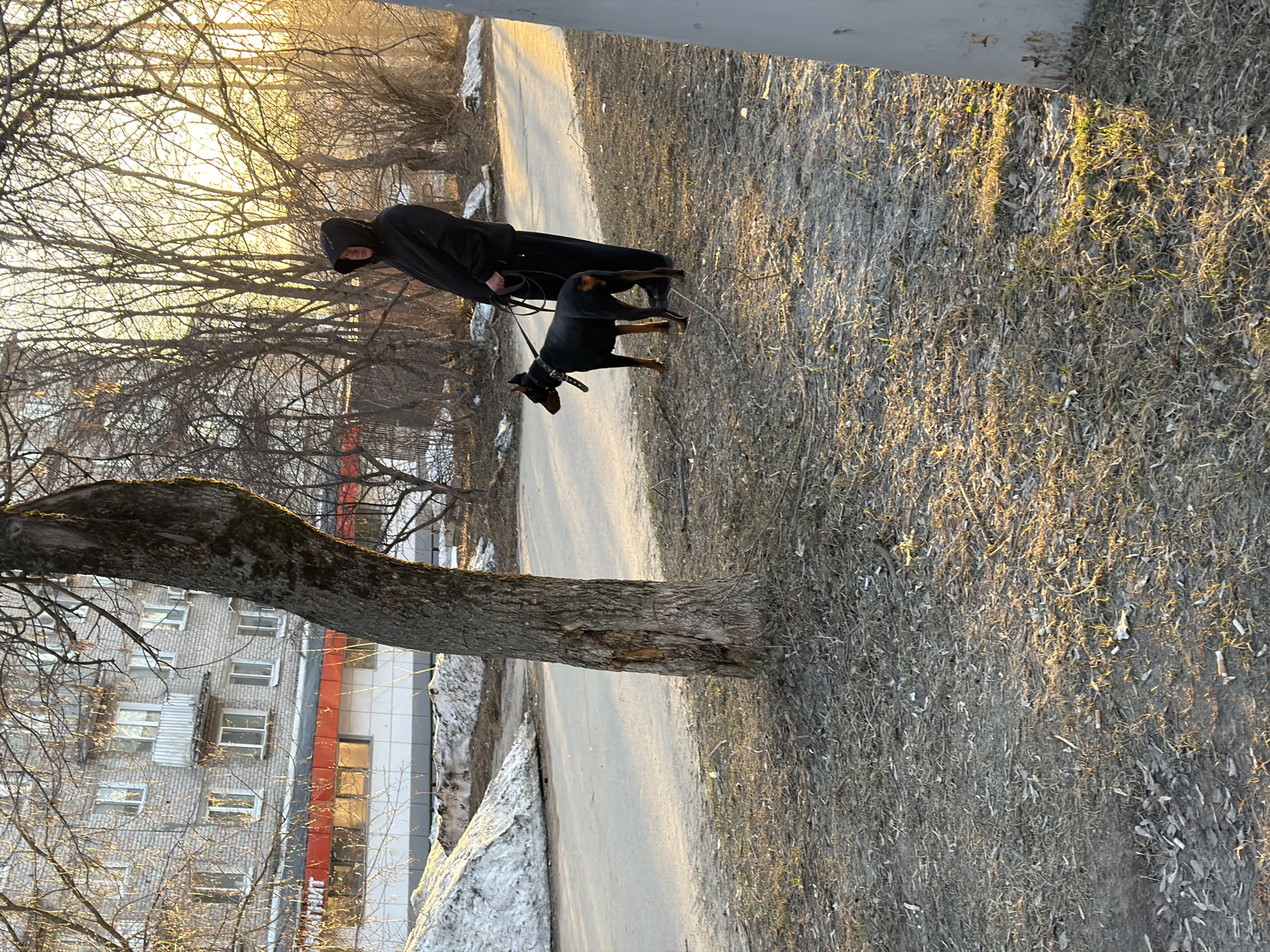 A medium, slightly low-angle shot shows a person walking a Doberman dog in Berezniki, Russia. The person, wearing a dark hooded jacket, holds a black leash connected to the dog's black collar with studs. The dog is mostly black with some brown markings on its legs and muzzle. They are walking on a paved path lined with dry grass and bare trees. A building with multiple windows is visible in the background, partially obscured by a tree trunk. Patches of snow can be seen near the edge of the path. The scene appears to be lit by late afternoon or early morning sunlight, casting long shadows.