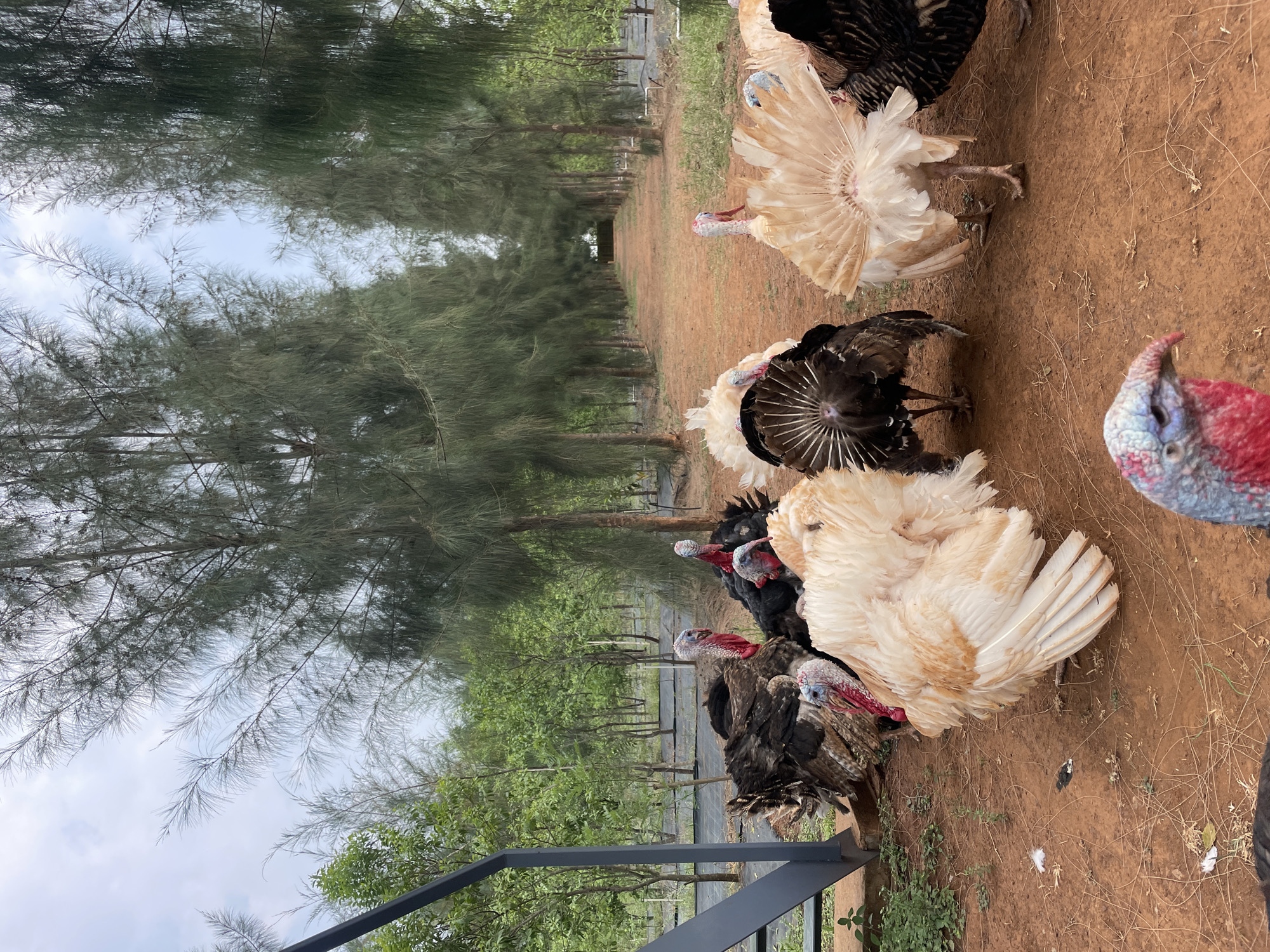 The image displays a group of turkeys in an outdoor, rural setting in Dhundshi, India. The primary subjects are several turkeys, exhibiting a variety of plumage colors including black, white, cream, and brown. Some turkeys are seen with their impressive fanned tail feathers spread, particularly a prominent white one in the mid-ground. The heads of the turkeys show the characteristic red wattles and blue/white skin. One turkey's head with vivid red and blue coloring is particularly noticeable in the foreground, close to the right edge of the frame.
The turkeys are situated on reddish-brown dirt ground, which appears to be part of a path or open area. This path extends into the background, flanked on both sides by numerous tall, slender trees with dense, needle-like foliage, possibly casuarina or pine, creating a sense of depth and an avenue effect. The sky, partially visible through and above the tree canopy, appears overcast or lightly cloudy, suggesting daytime conditions, likely late morning or afternoon.
No specific activity is taking place; the turkeys seem to be passively standing or resting. In the bottom left corner, a dark metal railing or fence structure is partially visible. There is no visible text in the image. The overall scene conveys a peaceful, natural environment.