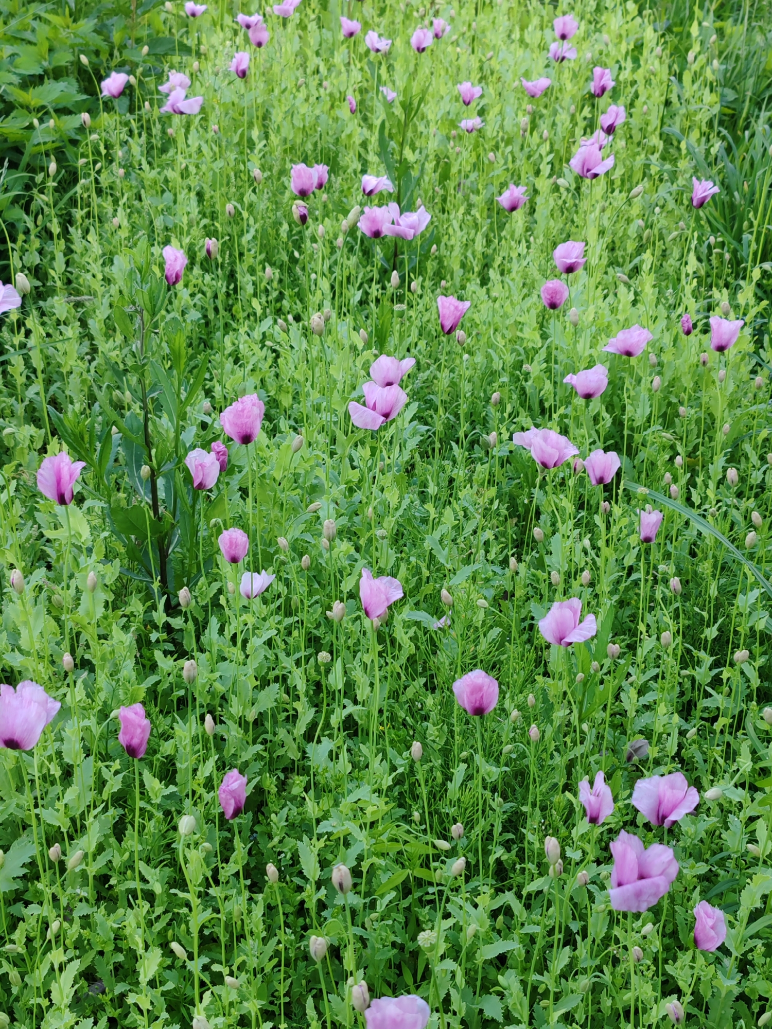 The image shows a field of pink opium poppies in Chuchlem, Russia. The poppies are in full bloom, with their delicate petals unfurling in the sunlight. The field is densely packed with poppies, creating a sea of pink that stretches as far as the eye can see. The green foliage of the plants provides a lush backdrop to the vibrant flowers. The image is captured from a slightly elevated perspective, offering a comprehensive view of the blooming field. There are no people or animals visible in the image, and the scene appears to be undisturbed and serene.