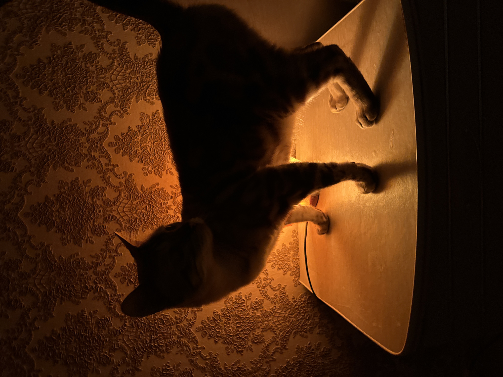 A domestic cat is standing on a table with a patterned wallpaper in the background. The lighting is warm and casts shadows. The cat is silhouetted, with its body facing right and its head turned to the left. Its fur appears to be striped. The table is a light brown color and has a rounded edge. The wallpaper has a floral or damask pattern in shades of orange and brown. The overall atmosphere is dimly lit and cozy. This scene is not specific to any city, including Energetik, Russia, as no identifying landmarks or contextual clues are present.