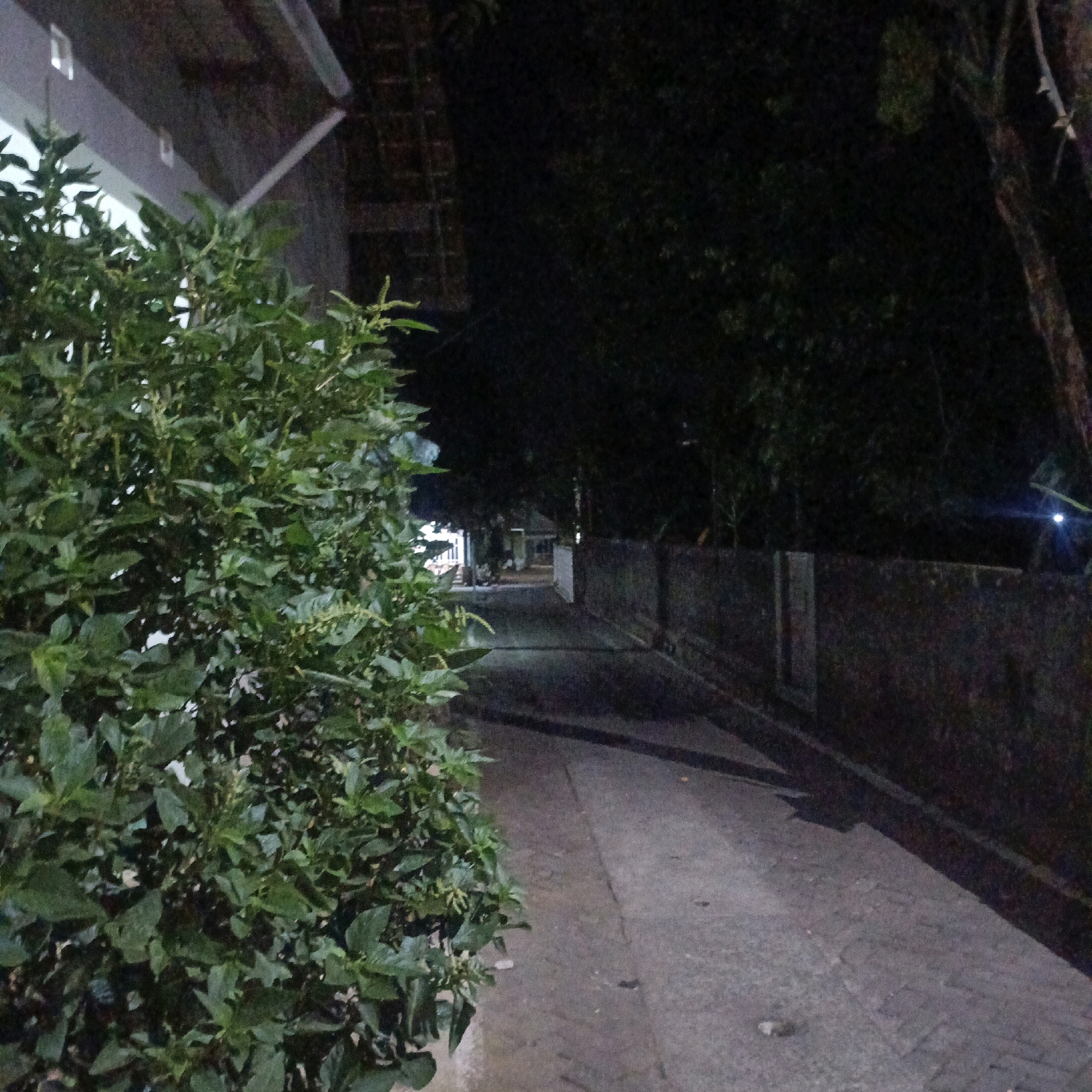 The image depicts a nighttime scene of a pathway or driveway alongside a building and dense foliage. On the left, a large bush with green leaves and some lighter-colored floral elements is prominently featured, partially obscuring a building with a visible roofline and what appear to be small windows or vents. The building's exterior wall is a light color.
The pathway, made of concrete or asphalt, runs horizontally across the lower half of the image and recedes into the background. To the right of the pathway, there is a low, dark wall, possibly made of stone or brick, and beyond that, more dark foliage and tree trunks. The overall lighting suggests it is nighttime, with some artificial light sources likely present but not directly visible, contributing to the shadowy and somewhat grainy appearance of the image. The environment appears to be a residential or semi-rural setting, possibly a backyard or side yard.
The specific location in the city of Salatiga, Indonesia, cannot be determined from the visual information present in the image.