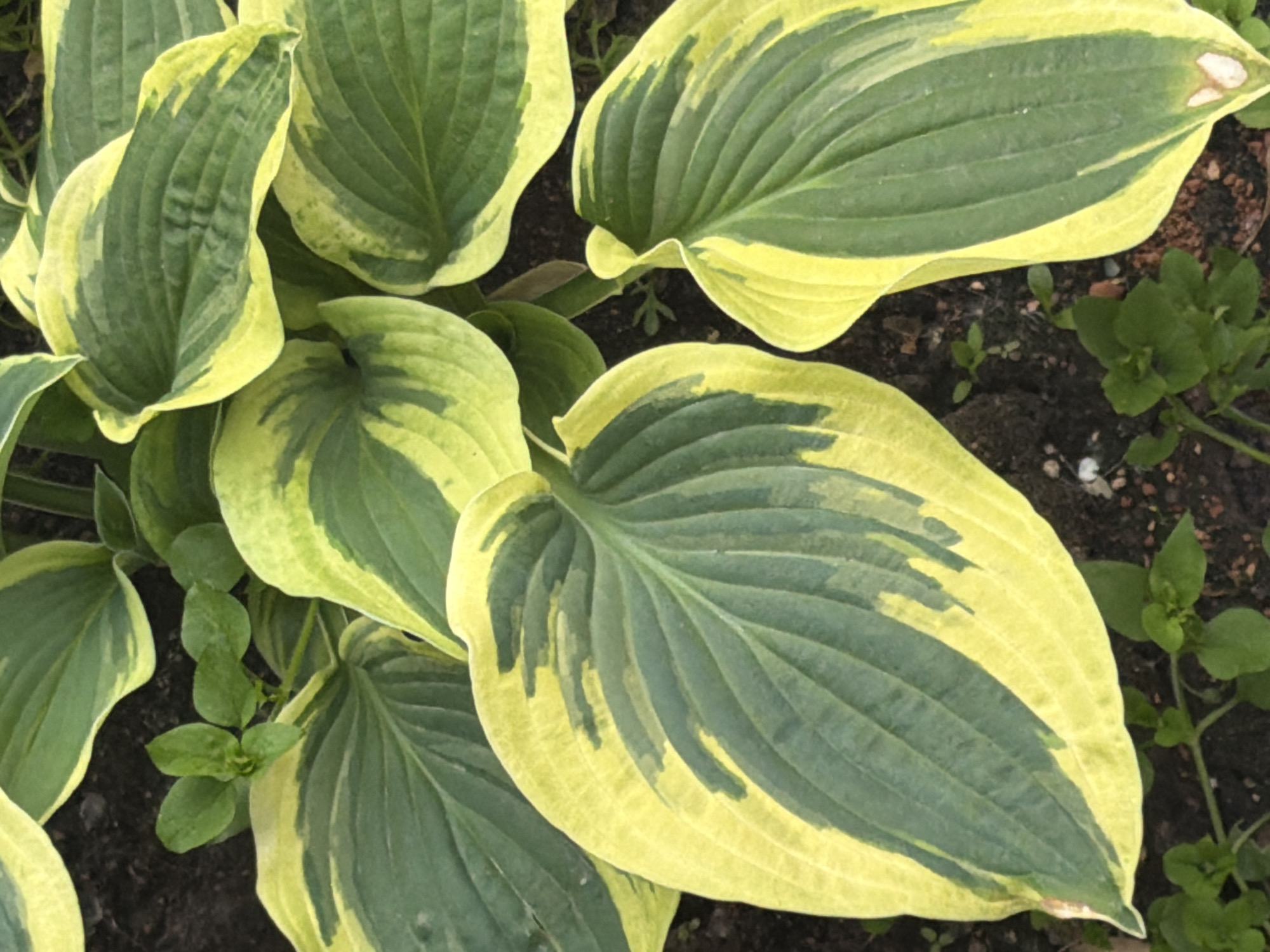 The scene depicts a close-up, overhead view of a dense cluster of variegated broadleaf plants, likely Hostas, growing in dark soil outdoors. The large leaves exhibit a distinct two-tone pattern, with irregular central areas of dark green bordered by wide margins of chartreuse to light yellow-green. Prominent parallel veins give the leaves a ribbed texture. Interspersed among the larger plants and in exposed soil patches are smaller, uniform green leaves of ground cover or weeds. The soil is dark and appears granular. The image contains no visual elements such as architectural features, landmarks, or signage that would definitively confirm its location within the city of Saint Petersburg, Russia. The depicted flora is consistent with species found in temperate climates, including those within Russia. No human presence or artificial structures are visible.