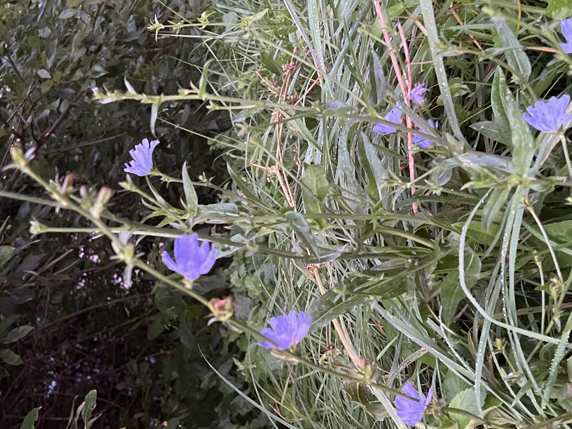 The image depicts a close-up view of chicory flowers (Cichorium intybus) in a natural setting, likely a roadside or a meadow. Several bright blue, daisy-like flowers are in bloom, their petals appearing slightly wilted. The flowers are surrounded by tall, green grass and other wild vegetation. The overall impression is one of a humid or dewy environment, as evidenced by small water droplets on the blades of grass and flower stems. The background consists of dark foliage, suggesting a wooded or overgrown area. There are no people or man-made structures visible in the image. This scene could be found in various uncultivated areas within Vilnius, Lithuania, such as the outskirts of the city, parks, or along less-maintained pathways where wild chicory commonly grows.