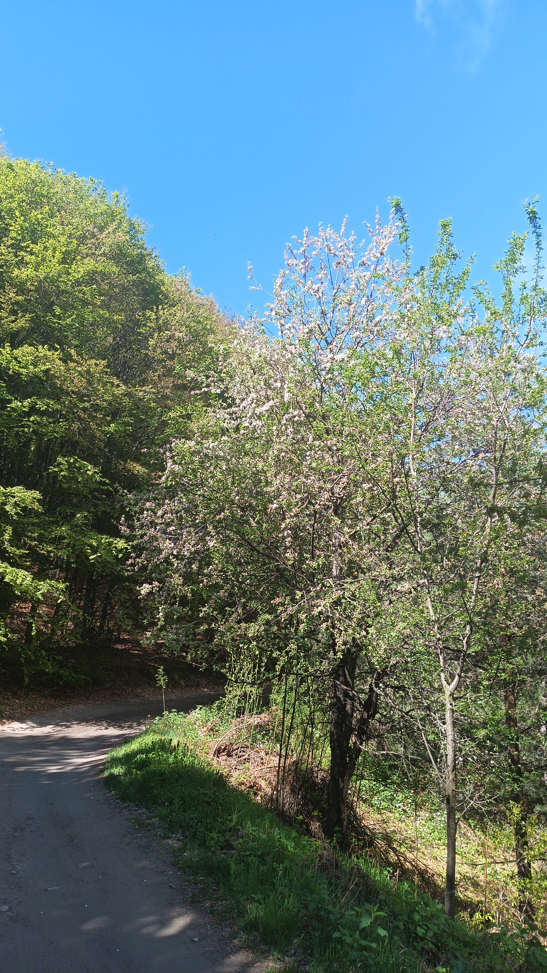 The image depicts a road in the vicinity of Sini Vrah, Bulgaria. On the left side of the road, a dense forest with green foliage occupies the incline. To the right, a tree adorned with white and pink blossoms dominates the scene. Sunlight casts shadows on the ground near the road and the base of the tree. The sky is clear blue with a few wispy clouds. No people or animals are visible.