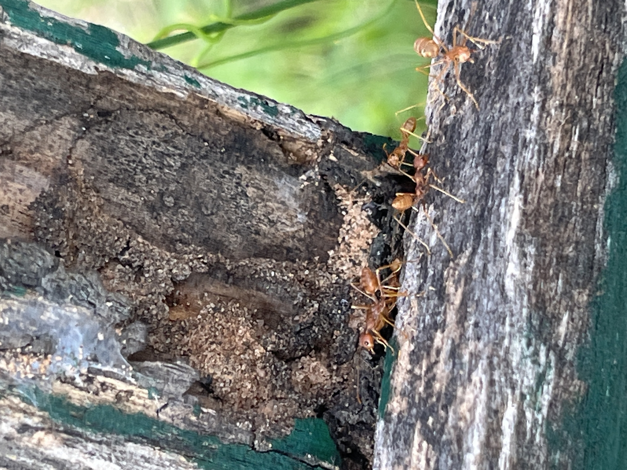 Four red ants are on a rough, weathered wooden surface. The wood is partially cracked and has a dark interior. The ants are reddish-brown in color, with segmented bodies and antennae. Three ants are clustered together in the center of the image, while a fourth ant is positioned to the right, closer to the foreground. Behind the wooden surface, a blurred green background suggests foliage or vegetation. The overall scene depicts a natural environment with a focus on the ants and their immediate surroundings.