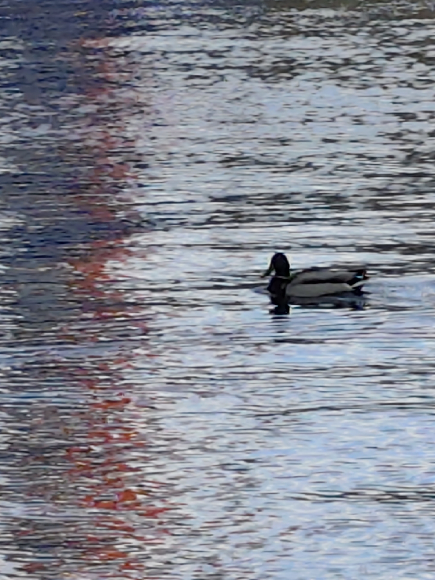 The image shows a duck swimming in a body of water. The water reflects a red or orange structure on the left side of the image. The location is Chaikovsky, Russia.