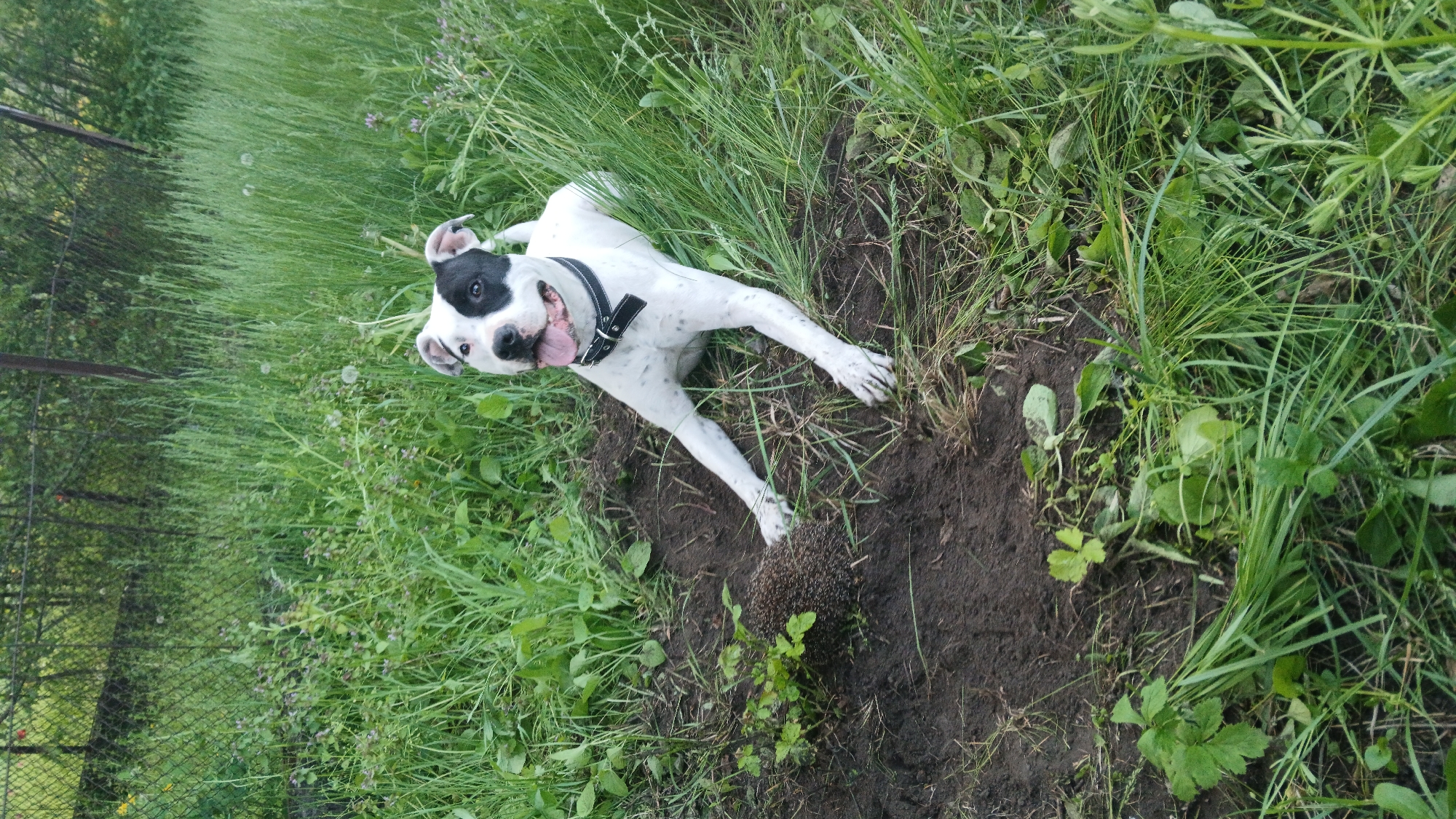 The image depicts a medium-sized, white dog with black spots and a black patch around its left eye lying on the ground in a grassy area in Unknown, Unknown. The dog is wearing a black collar with silver buckles. The ground is a mix of bare soil and green vegetation. A hedgehog is present in the bottom center of the frame. The photo is taken from a slightly elevated perspective. A fence is visible along the left edge of the image.