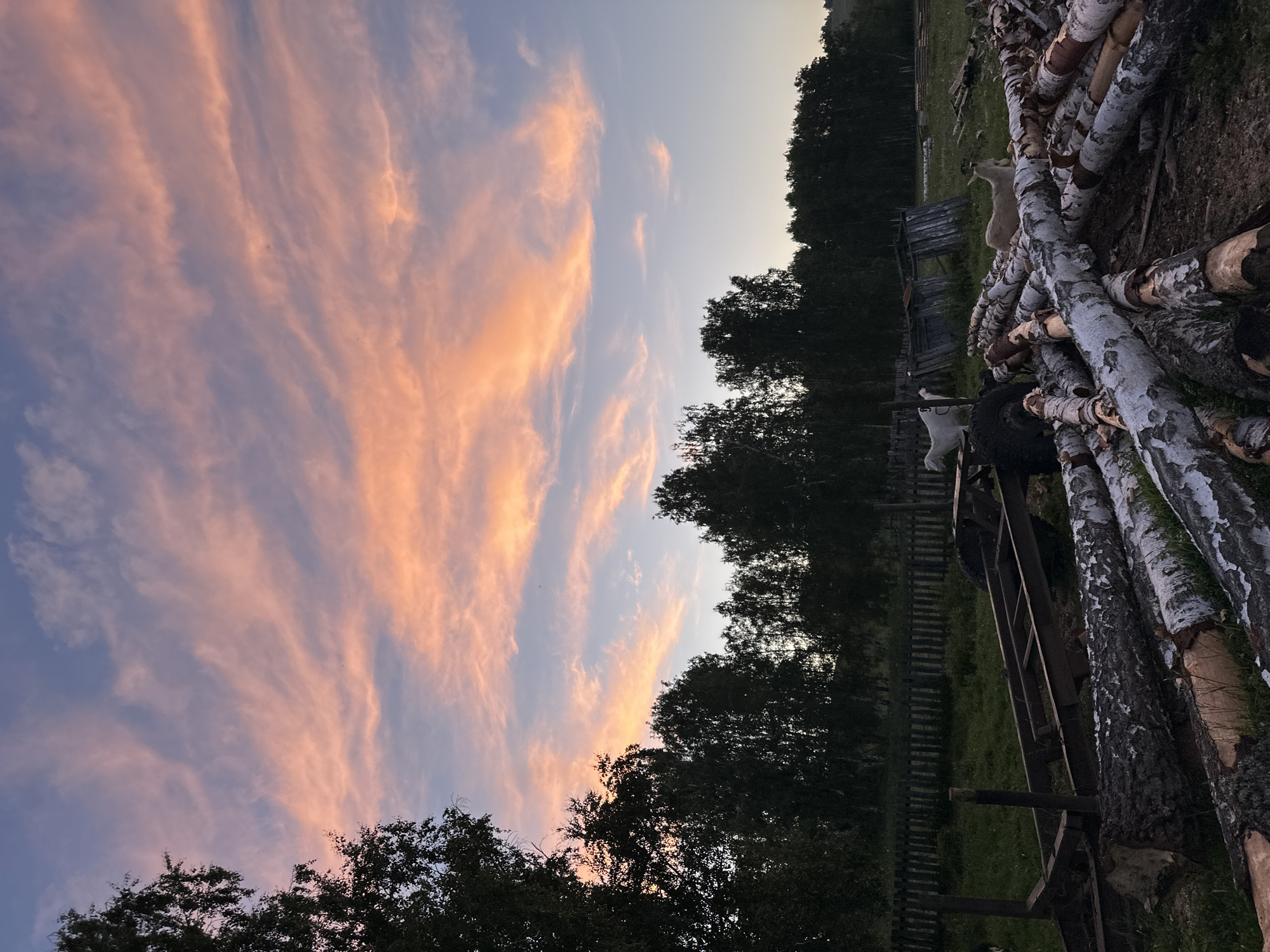 A photograph captures a pastoral scene at dusk, with a vibrant sunset painting the sky in hues of pink and orange. In the foreground, a collection of felled logs lies on the ground, their rough bark contrasting with the smooth texture of birch logs scattered among them. A metal trailer frame is visible, adding an industrial element to the natural landscape. In the mid-ground, several goats are present. One white goat stands near the trailer, while another, a lighter shade, rests on a pile of logs. A wooden fence runs horizontally across the image, delineating the edge of the property. Behind the fence, a dense line of trees forms a dark silhouette against the colorful sky. The overall impression is one of rural tranquility, with the elements of nature and human activity coexisting.