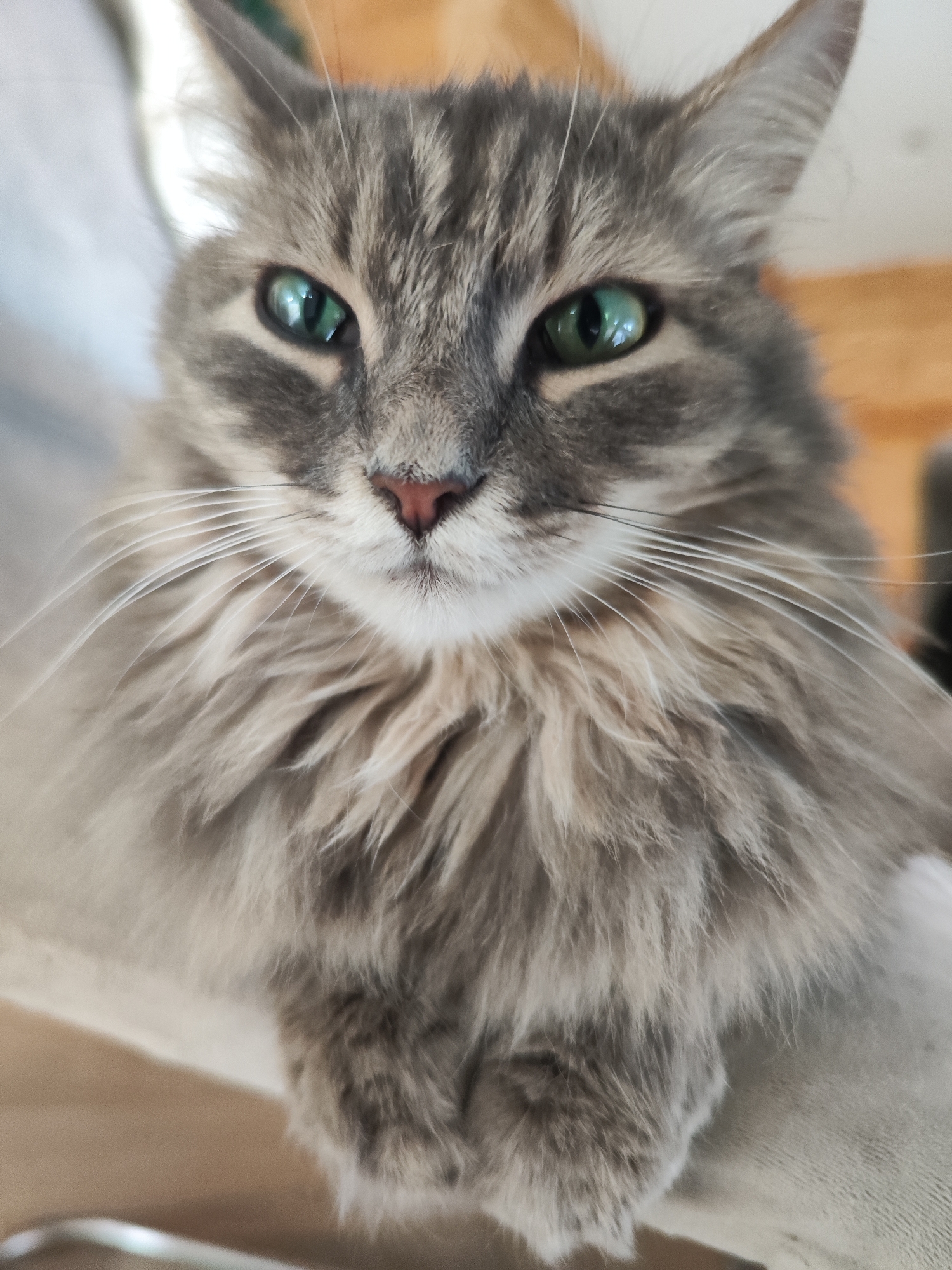 A close-up shot of a gray tabby cat with green eyes. The cat is looking directly at the camera, with its head and upper body filling the frame. The background is blurry and indistinct. There is no information available to connect the image to Chaikovsky, Russia.