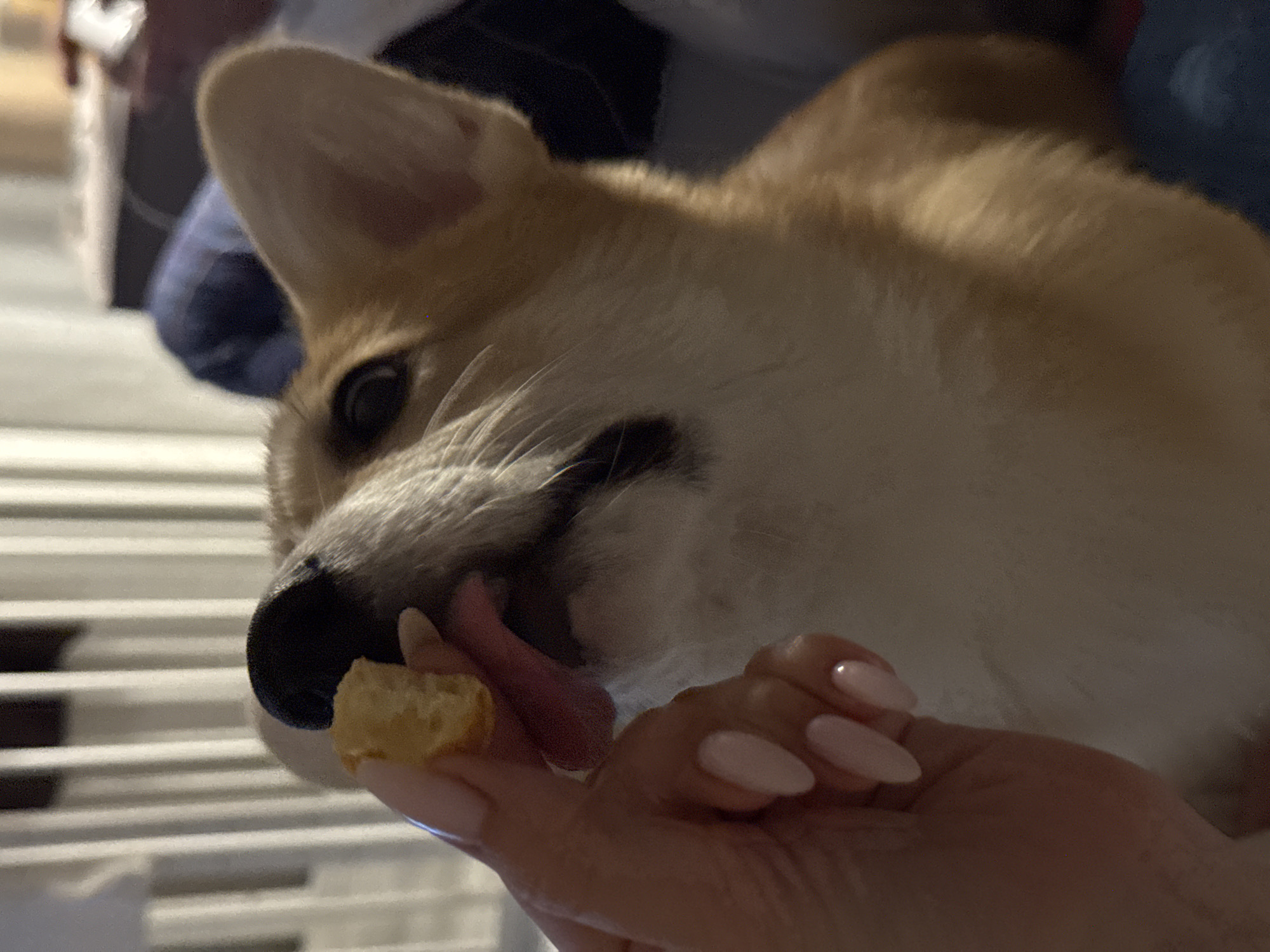 A medium close-up shot shows a corgi dog with its tongue out, licking a small piece of food held between the thumb and forefinger of a person's hand. The dog is light brown and cream-colored, with a black nose. The person's hand has manicured nails painted with a light pink polish. The background is slightly blurred, showing a white object. The location and city are not discernible from the image.