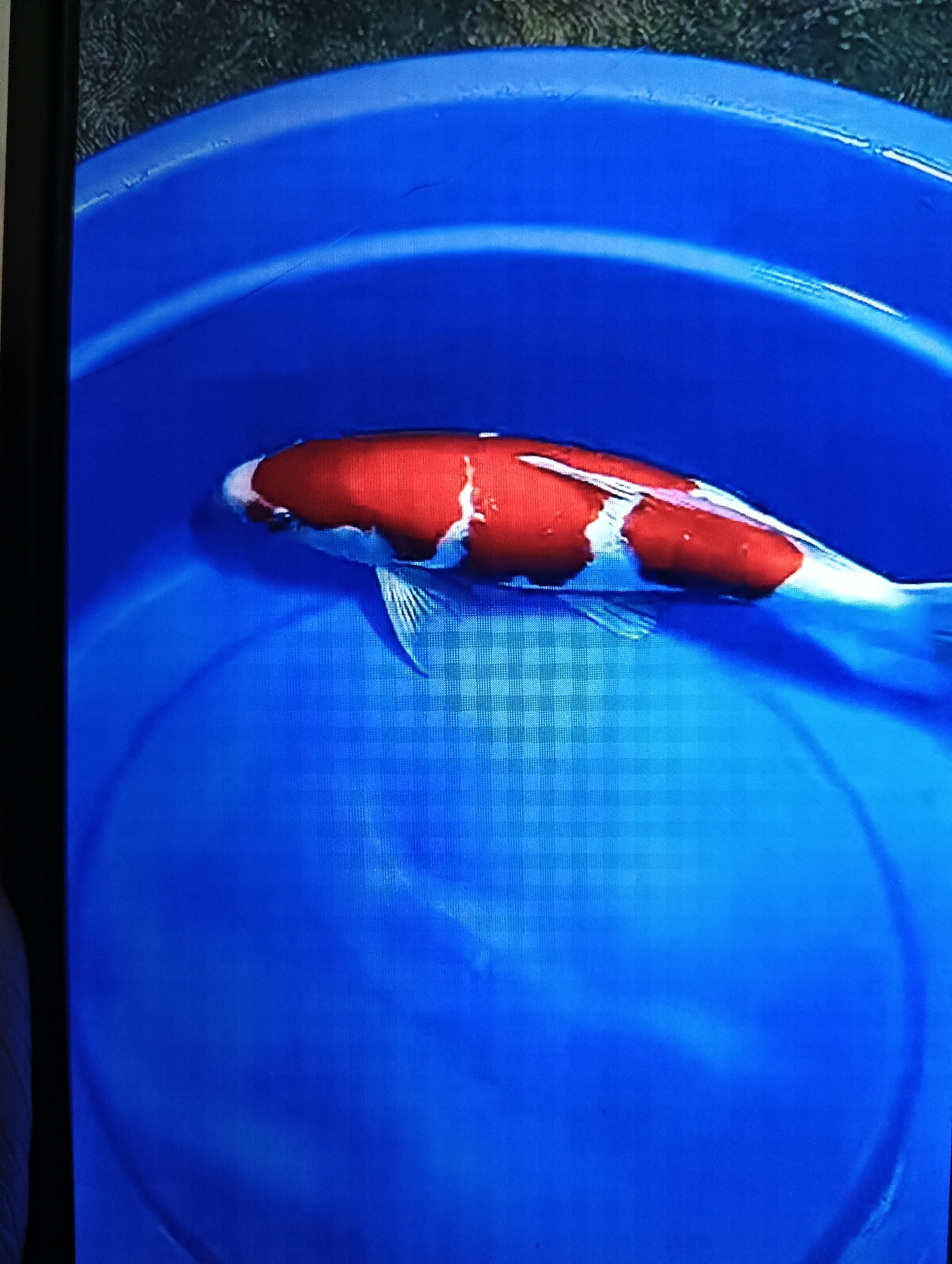 A koi fish with red and white markings swims in a blue bucket. The fish is positioned horizontally in the frame, with its head on the left and tail on the right. The bucket is filled with water, which appears clear. The background is dark and out of focus, suggesting a dimly lit environment. The image captures the fish from a top-down perspective. There is no information in the image to determine the location in the city of Semen, Indonesia.