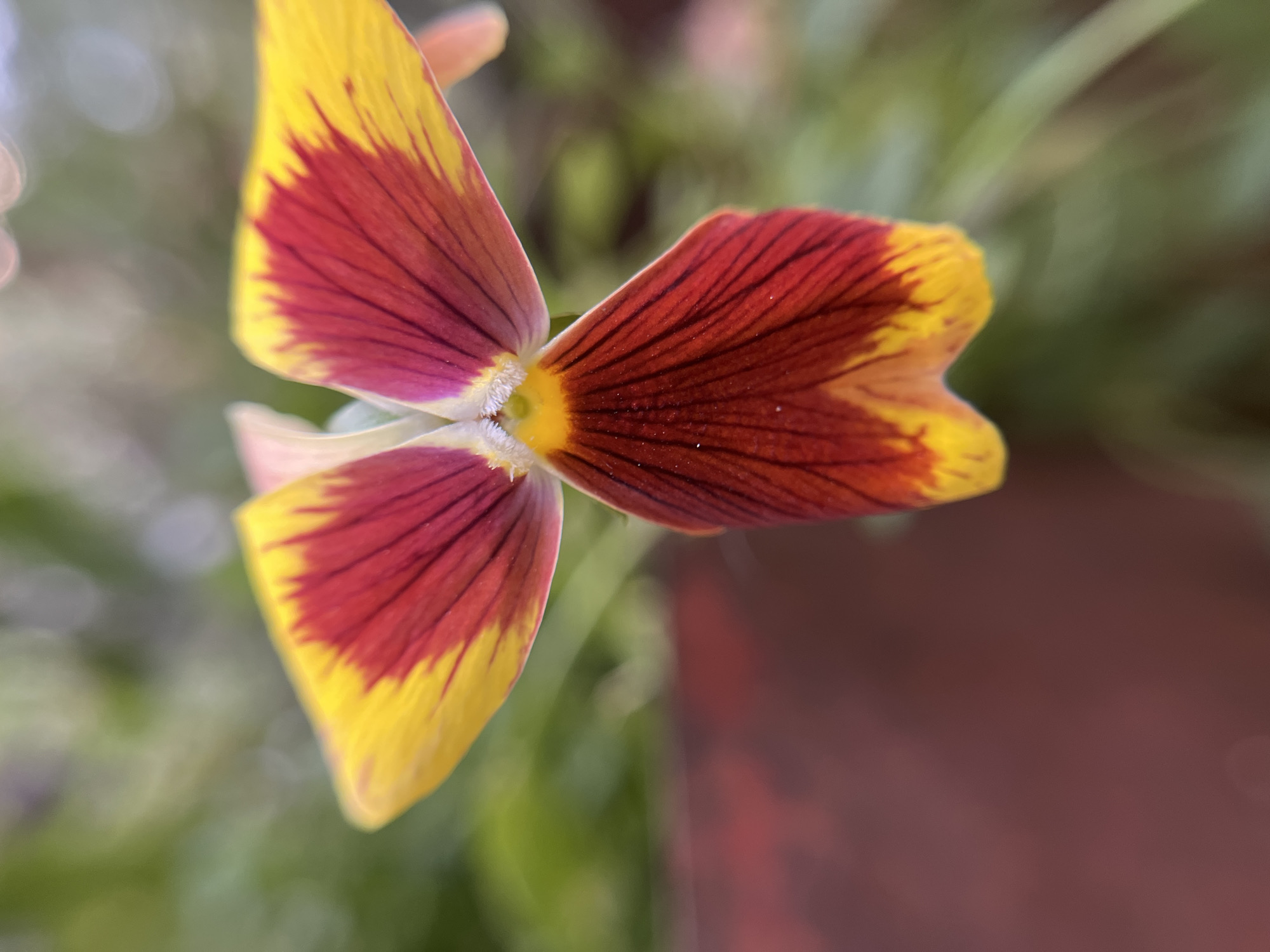This is a close-up, macro photograph of a single flower, likely a pansy, with vibrant red and yellow petals. The flower is positioned centrally, with its delicate structure filling most of the frame. The petals exhibit a gradient of color, transitioning from a deep, rich red at the center, accented by fine, dark veins, to a bright yellow at the edges. The center of the flower is a soft yellow, with a hint of white fuzz.
The background is softly blurred, indicating a shallow depth of field. This bokeh effect includes hints of green foliage, suggesting the flower is in a garden or natural outdoor setting. There are also soft, out-of-focus circles of light in the background, possibly from sunlight filtering through leaves. A large, out-of-focus reddish-brown area occupies the right side of the image, which could be a pot, a wall, or another plant.
There is no discernible activity or event taking place, as the focus is solely on the static beauty of the flower. The lighting appears soft, suggesting it could be daytime, perhaps morning or late afternoon, without harsh shadows. No people, text, or specific location cues are visible within the frame, other than the implied natural setting. The overall mood conveyed by the image is one of natural beauty and delicate detail.