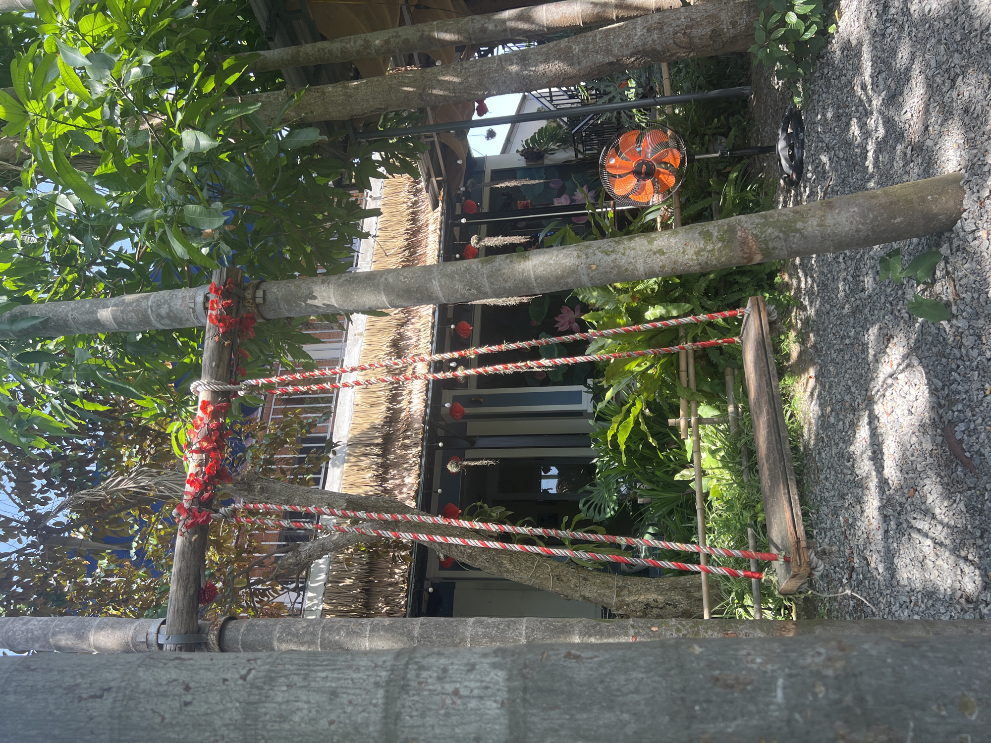 The image depicts a tranquil outdoor setting in Hội An, Vietnam. The scene is dominated by lush greenery and the use of natural materials, suggesting a rustic and possibly tropical ambiance. Several large tree trunks are prominent, acting as structural elements or natural supports, with one in the foreground and others integrated into the scene. Red and white striped ropes are strung between some of these tree trunks, adding a decorative or functional element.
A building with a thatched roof is partially visible, hinting at a traditional architectural style often found in Southeast Asia. Red lanterns are suspended, indicating a festive or welcoming atmosphere. In the background, an orange electric fan is mounted on a wall, suggesting a warm climate where such appliances are necessary for comfort. The ground is covered with gravel, characteristic of outdoor pathways or courtyards.
The lighting suggests it is daytime, with sunlight casting shadows. The overall impression is one of a relaxed, inviting space, possibly a cafe, restaurant, or guesthouse, designed to blend with its natural surroundings. There is no visible text in the image. The environment appears calm and undisturbed, with no people or specific activities immediately apparent. The use of natural wood, thatch, and abundant plants creates a harmonious and possibly eco-friendly aesthetic.