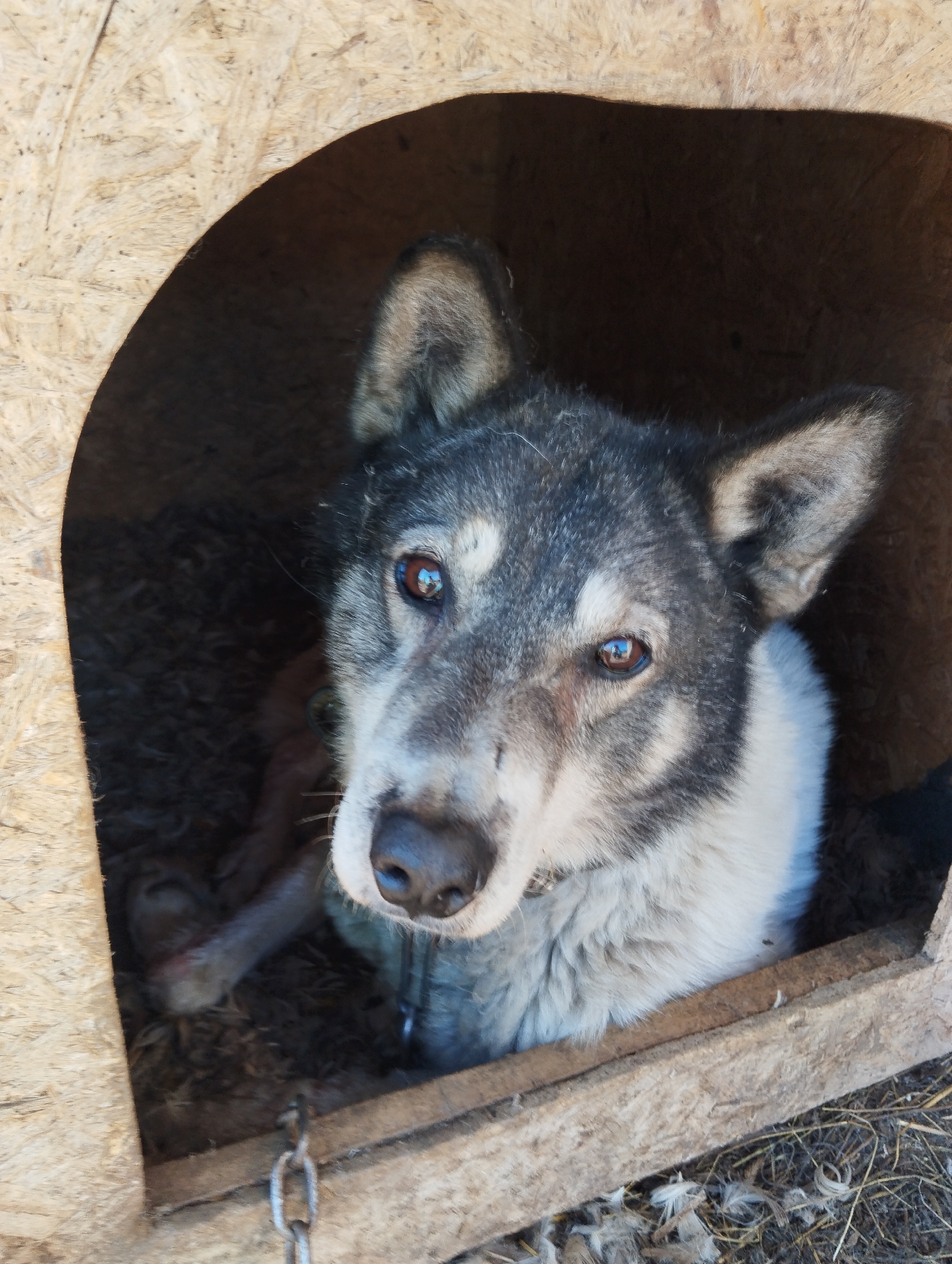 A medium shot depicts a grey and white dog, possibly a husky mix, peering out from inside a wooden doghouse. The dog has a chain attached to its collar. The doghouse is located in Krasnogorskoye, Russia. Fluff is seen below the doghouse.