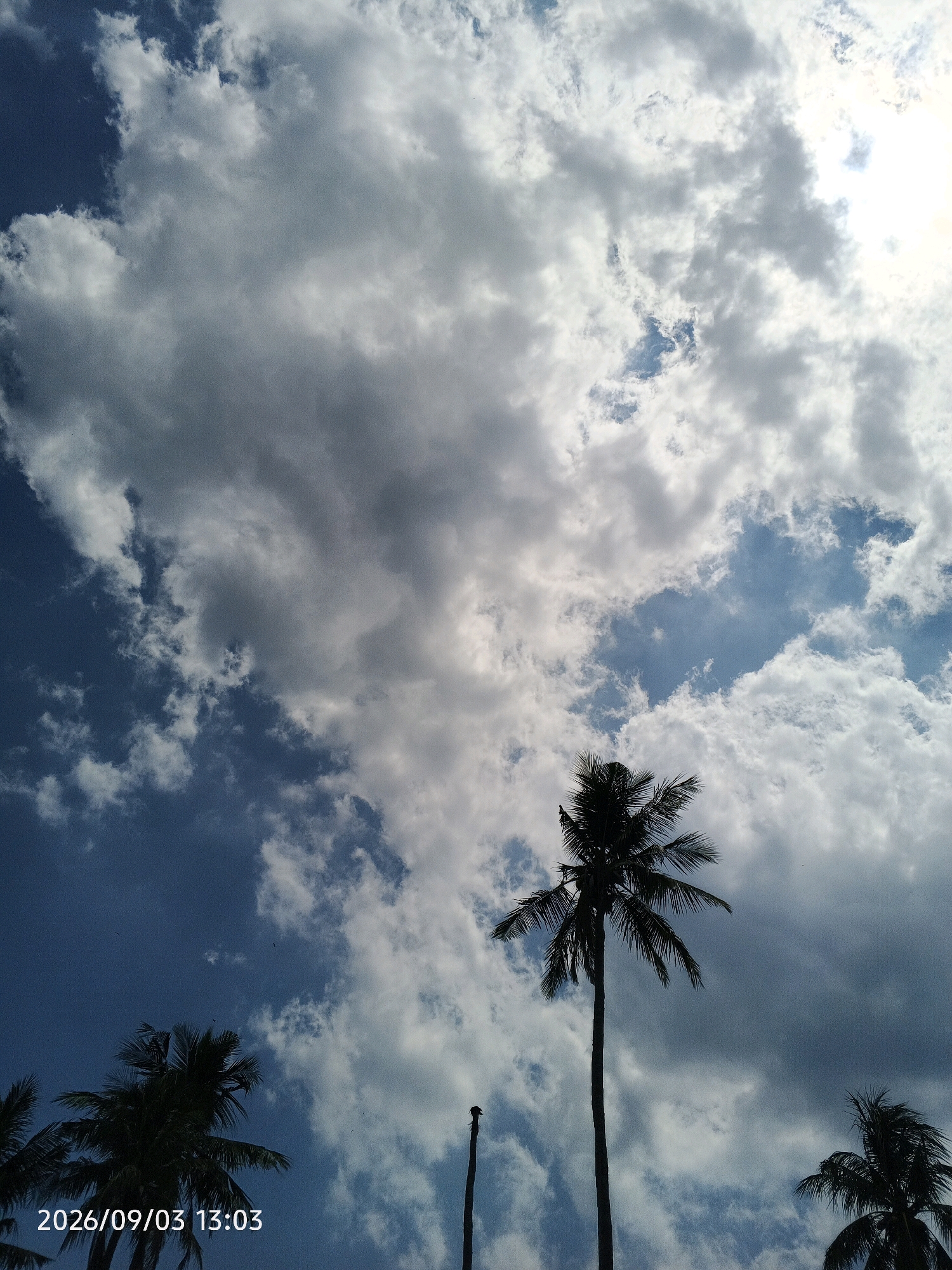 A low-angle, full shot captures a segment of a tropical sky with dramatic clouds and silhouetted palm trees. The sky is a deep blue, with large, fluffy white and gray clouds dominating the upper and right portions of the frame. The sun is visible in the upper right corner, partially obscured by clouds, casting a bright glow. Two palm trees are visible, silhouetted against the sky. The taller, more prominent palm tree is in the center-right, its fronds splayed out. A second, shorter palm tree is visible in the lower-left corner. The date and time stamp "2026/09/03 13:03" is present in the lower-left corner, indicating the photograph was taken on September 3, 2026, at 1:03 PM. While the exact location is not visually discernible within the frame, the presence of palm trees suggests a tropical or subtropical environment. If this scene were in Pinrang, Indonesia, it would depict a typical afternoon sky with scattered clouds over a coastal or island landscape.
