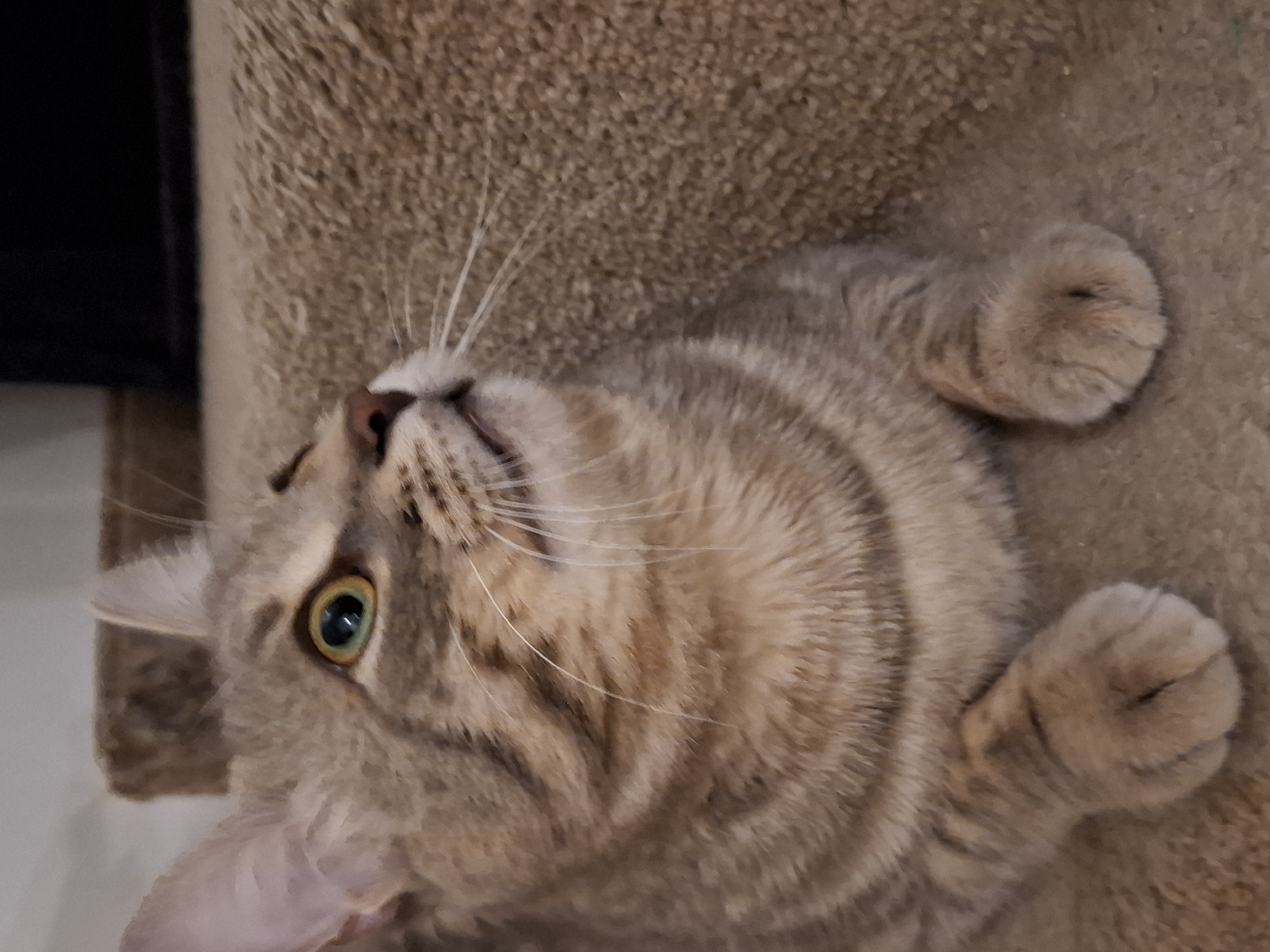 A close-up, eye-level shot shows a tabby cat lying on a textured, light brown carpeted surface, likely stairs or a similar piece of furniture. The cat is facing to the right, with its head turned upward, gazing at something out of frame. Its fur is a mix of light brown and grey stripes. The cat's left eye is clearly visible, with a green iris and a black pupil, reflecting some light. Its right eye is partially obscured. Long white whiskers extend from its muzzle. The cat's front paws are visible, resting on the carpeted surface. The background consists of the same carpeted texture and a dark, out-of-focus area. There is no indication of the cat's location within Zemun Urban Municipality, Serbia, or any other geographical information.