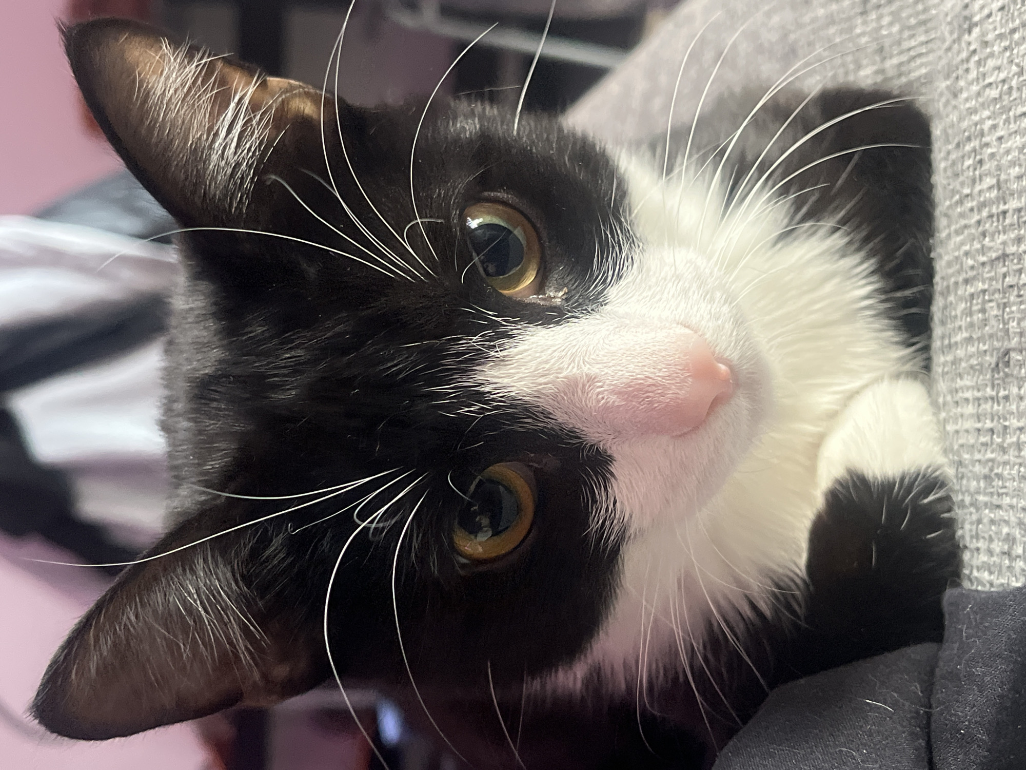 A close-up, slightly angled portrait depicts a black and white cat with a pink nose. The cat's head is tilted, and its eyes are visible, exhibiting a greenish-yellow hue. Long white whiskers extend from either side of its face. The cat appears to be resting against a gray surface. There is no information to suggest that this image was taken in Saint Petersburg, Russia.