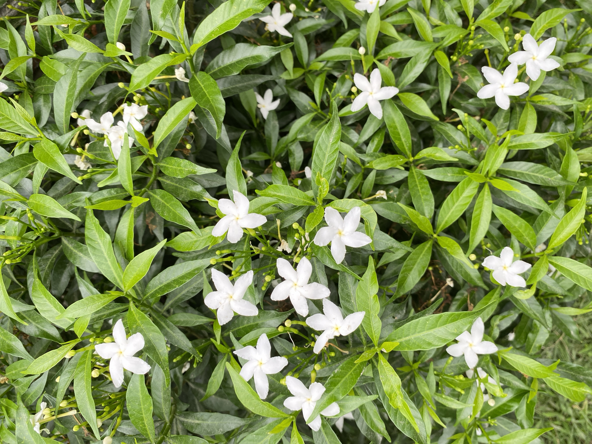 A close-up, overhead shot captures a dense cluster of green foliage and small white flowers. The leaves are ovate with a pointed tip, arranged alternately along the stems. The flowers are star-shaped, with five petals, and are a pure white color, some with a faint yellow or green center. Several flower buds, small and green, are also visible throughout the greenery. The background is out of focus, suggesting the image was taken from a medium distance, but appears to be a natural environment, possibly a garden or park. There are no people, animals, or man-made objects prominently featured in the image. The lighting suggests it is daytime, with soft, natural light illuminating the scene.