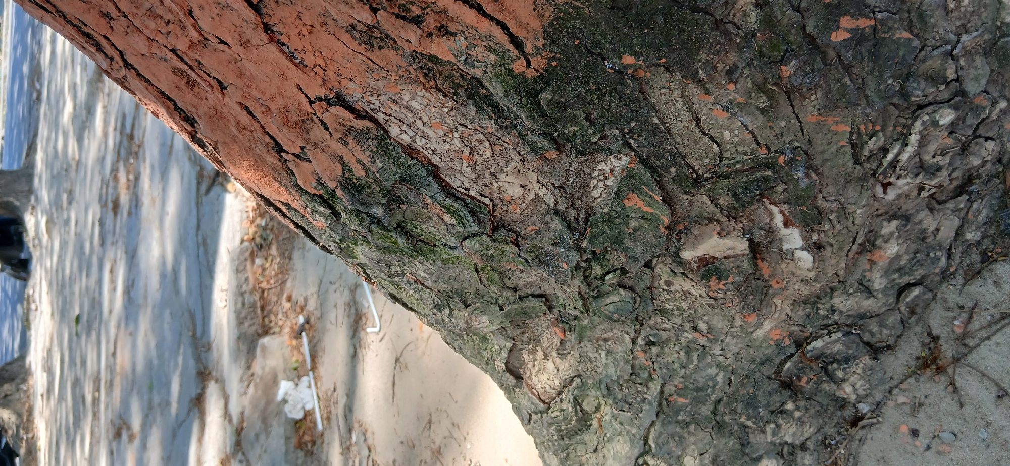 The image shows a close-up view of a tree trunk with rough, cracked bark, some of which is painted with orange markings. The bark has patches of green moss or algae. In the background, a paved area with shadows from trees is visible, along with some scattered white debris, possibly plastic. The ground appears to be a mix of sand and pavement. This scene is consistent with an urban park or a street in Samarinda, Indonesia, where trees are often found along sidewalks or in public green spaces.
