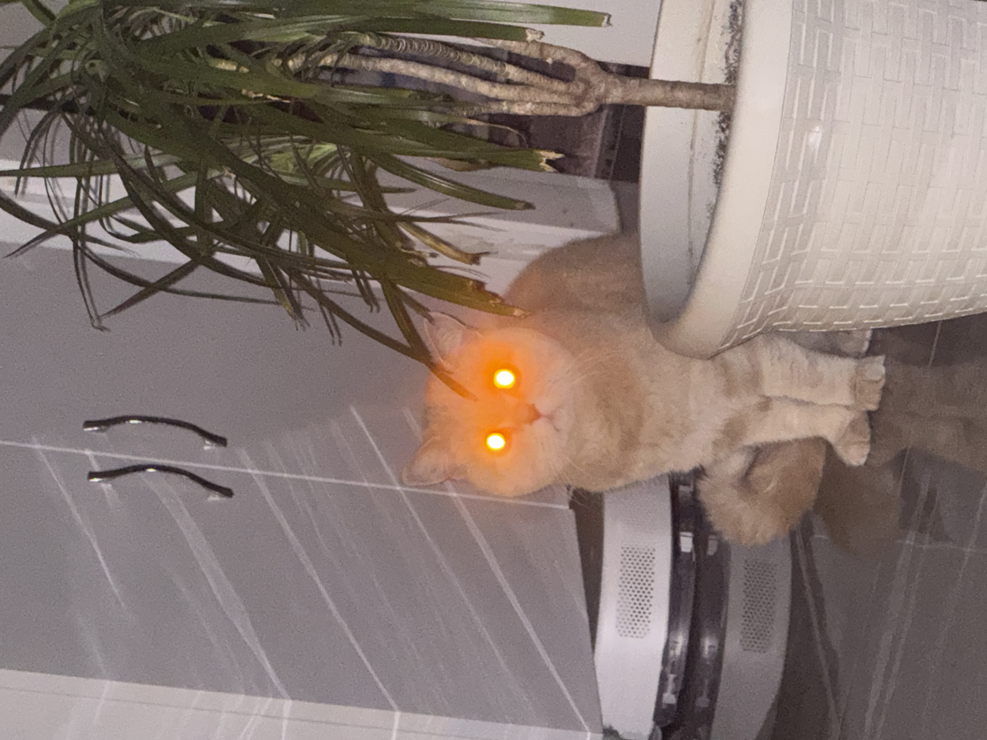 A light orange cat with glowing orange eyes lies on a tiled surface next to a white patterned flower pot. The flower pot contains a plant with long green leaves and a thick stem. Two curved metal handles are visible on the tiled surface. The scene appears to be indoors.