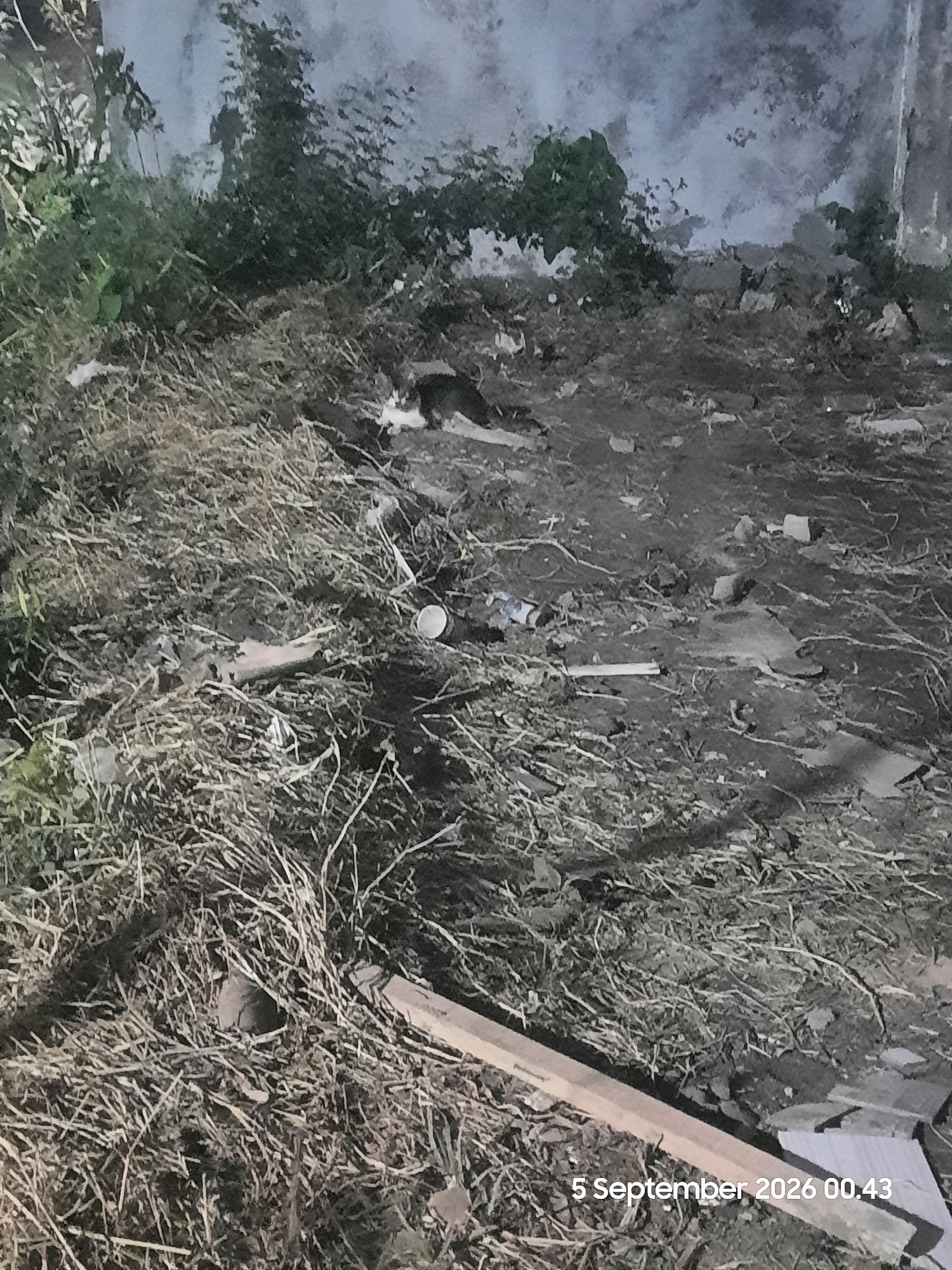 In the city of Sukokerto, Indonesia, this nighttime scene captures a close-up view of a patch of dry grass and dirt. A small, black and white cat is partially visible on the right side of the frame, lying down amidst the debris. The ground is littered with various objects, including dry grass, twigs, a white cup, and what appears to be a piece of wood. In the background, dense vegetation is visible, with a concrete wall behind it. The overall impression is one of an unkempt outdoor area, possibly an alley or vacant lot, at night. The image also contains a timestamp in the bottom right corner: "5 September 2026 00.43".