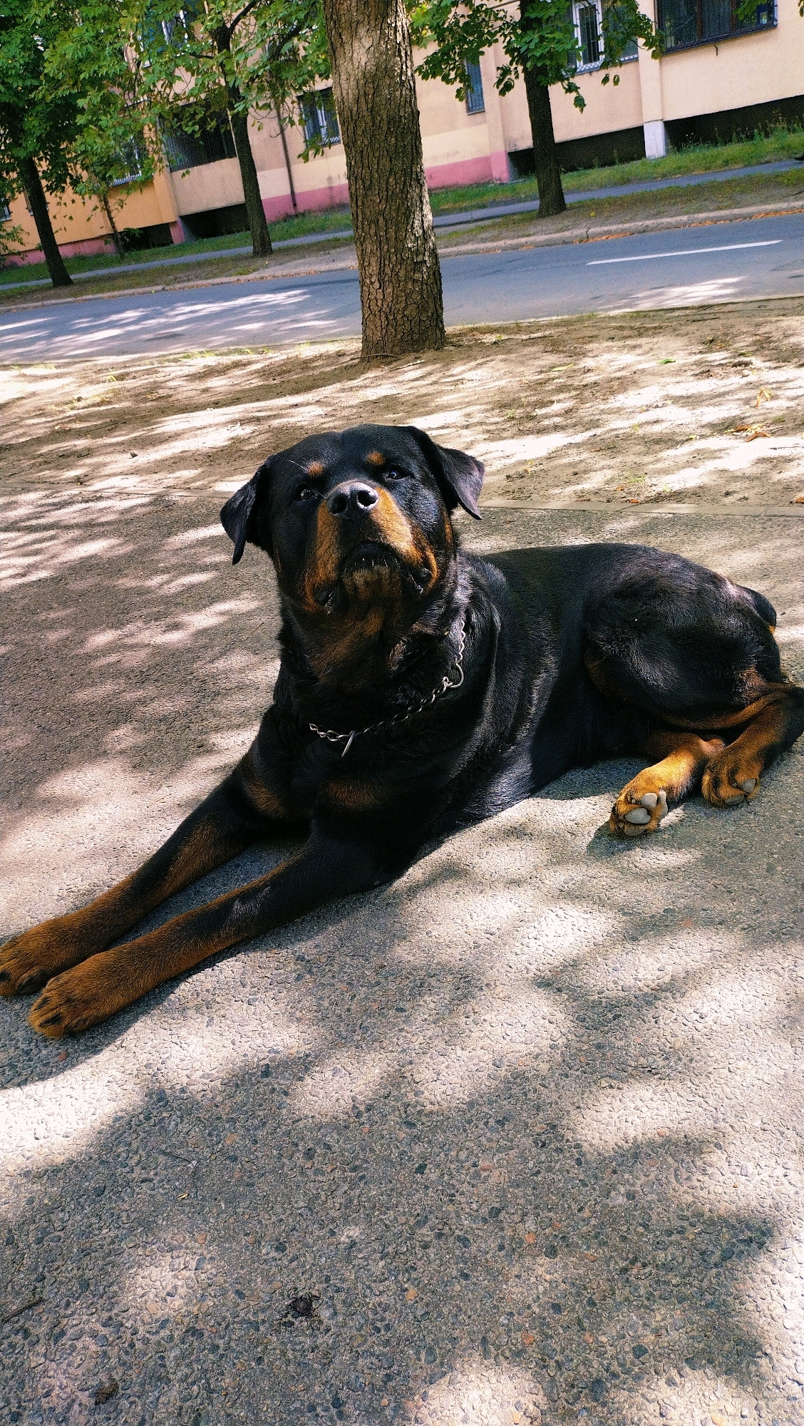 In the city of Horishni Plavni, Ukraine, a black Rottweiler dog is lying on a paved surface, its front paws extended forward. The dog is facing the camera with its head slightly tilted up. A silver chain collar is visible around its neck. The ground is covered in shadows cast by nearby trees, suggesting an outdoor setting, possibly a park or sidewalk. In the background, a building with several windows and a pink trim is visible, along with trees lining a street. The overall scene is one of a relaxed dog outdoors.