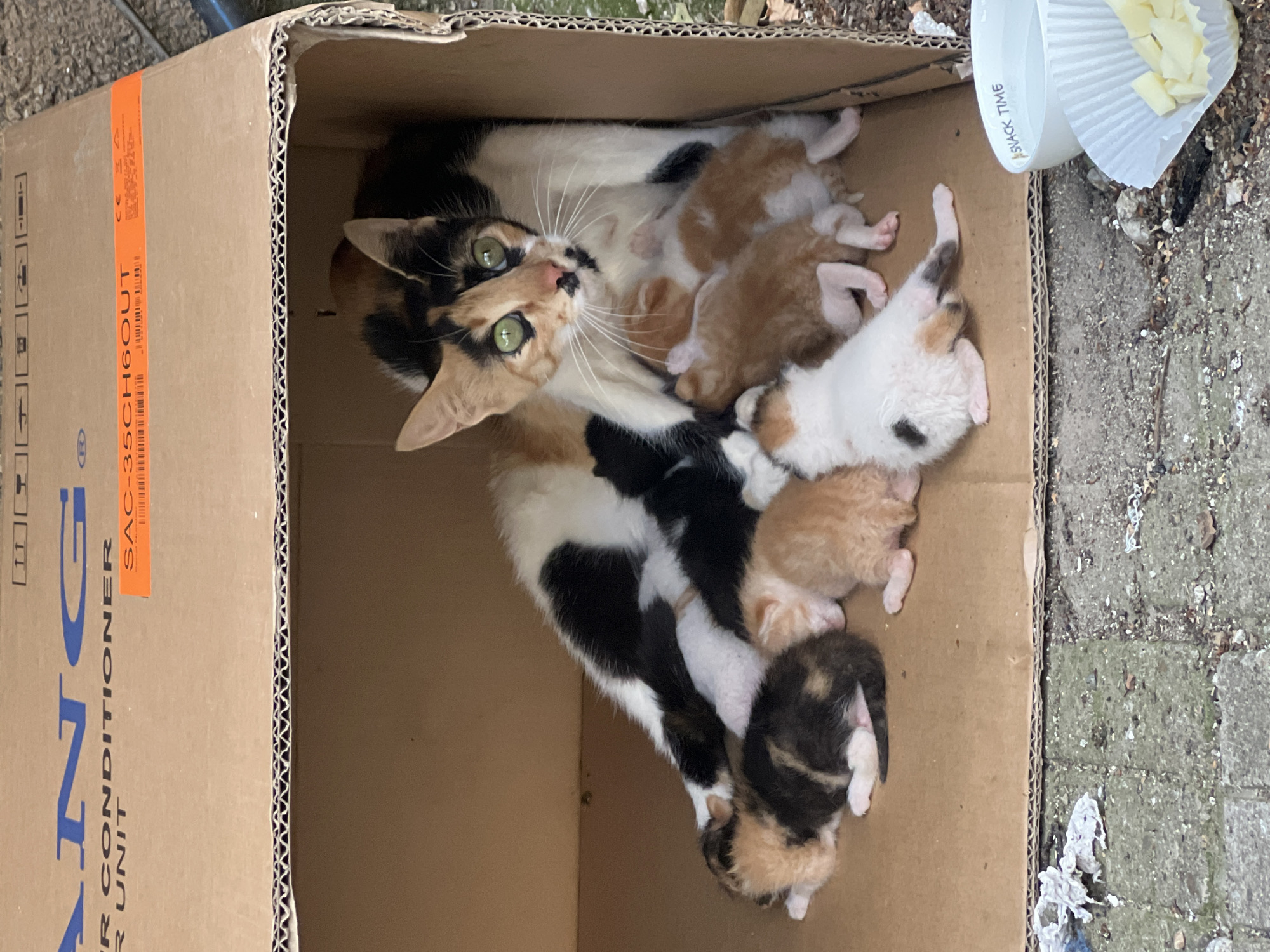 In Vratsa, Bulgaria, a calico mother cat with green eyes is nestled inside a cardboard box with her litter of six kittens. The kittens, varying in color from orange to black and white, are huddled close to their mother for warmth and comfort. The box, an old air conditioner unit box, sits on the ground outside, surrounded by a rough, paved surface. Nearby, a white bowl with the words "SNACK TIME" is filled with water, and a paper cupcake liner holds small pieces of what appears to be food. The scene suggests a temporary, improvised shelter for the feline family.