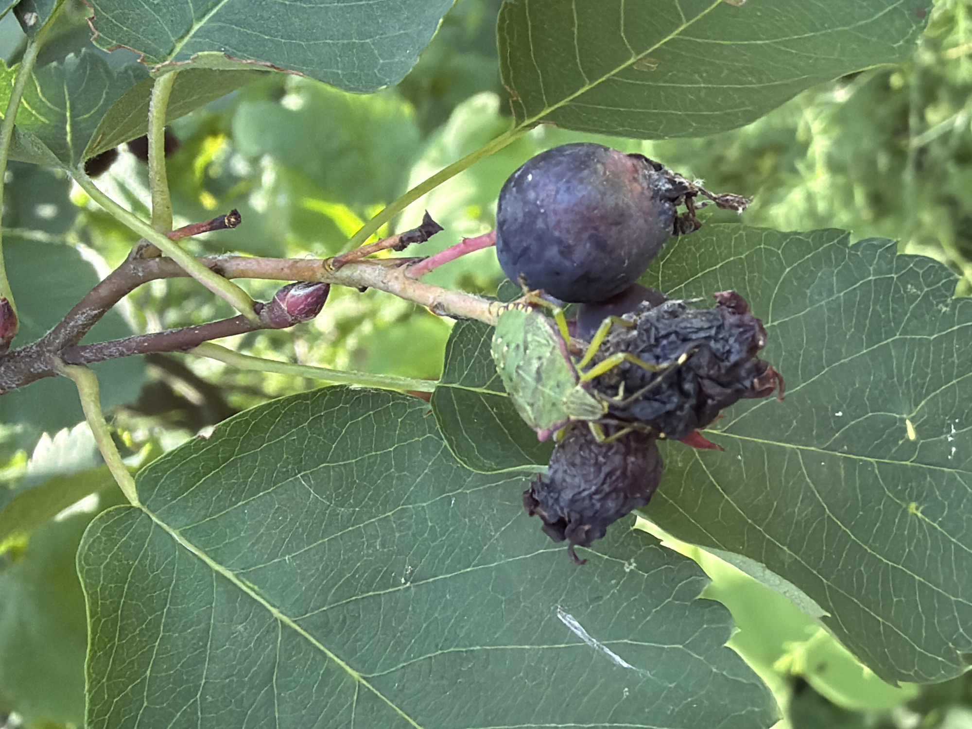 A close-up, eye-level shot captures a branch with dark berries, partially decomposed and one intact, against a backdrop of blurred green foliage. A green stink bug is perched on the berries, its body angled towards the left. The image is taken in an outdoor environment, likely a garden or park in Petukhi, Russia, given the context. The lighting is natural, suggesting it was taken during daylight hours. There are no people visible in the frame. The overall scene depicts a natural interaction between an insect and its food source in a rural or semi-rural setting.