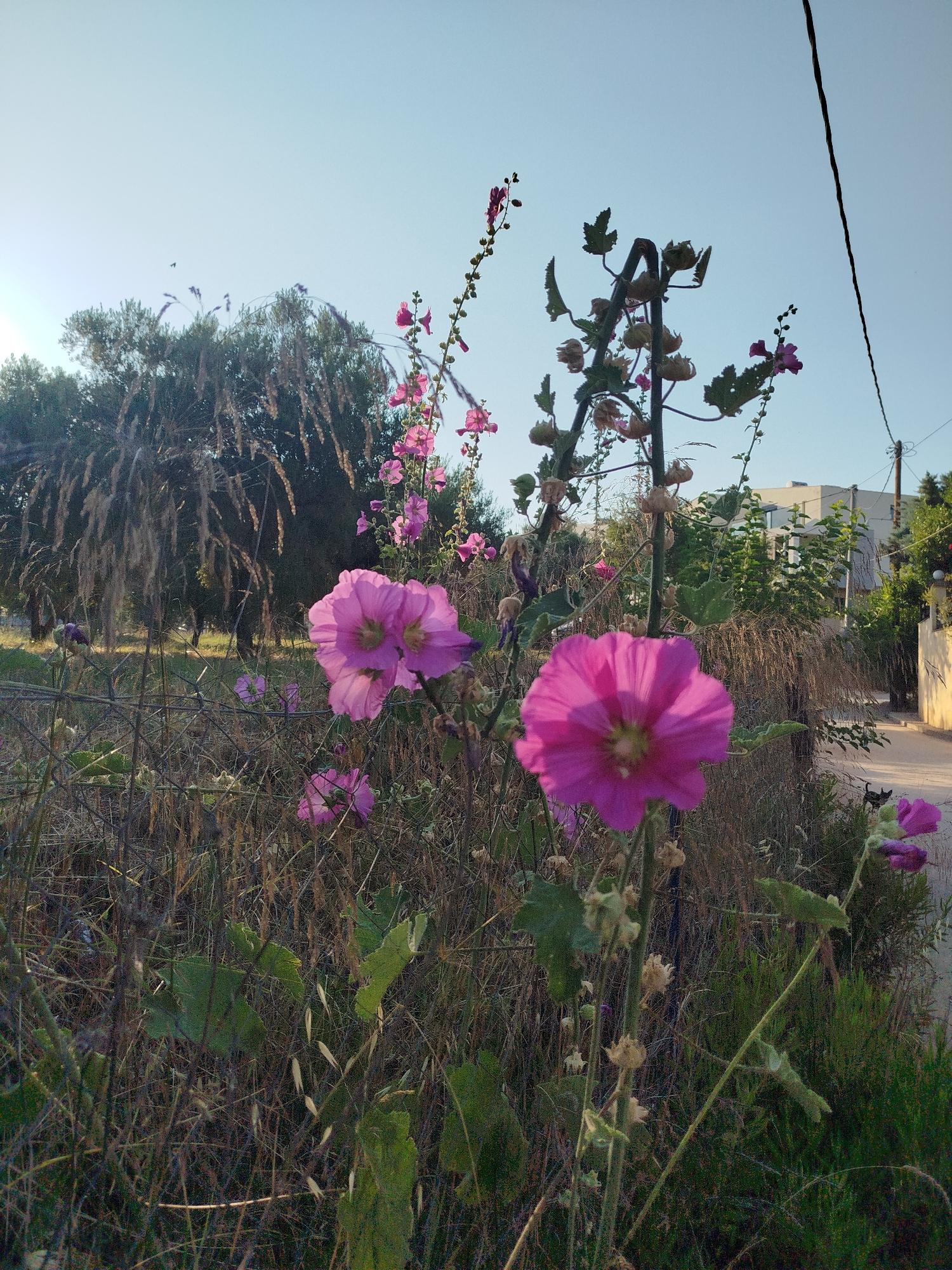 This is a medium shot, eye-level, outdoor photograph taken in the Sithonia Municipal Unit, Greece. The image depicts a cluster of vibrant pink hollyhock flowers in the foreground, with their petals spread wide. The flowers are in focus and occupy the central and right portions of the frame. Behind the hollyhocks, dry grasses and vegetation are visible, creating a textured background. In the mid-ground, a dense line of trees with thin, drooping branches is present, casting shadows. Further in the background, a modern, light-colored building with geometric features and some greenery surrounding it is situated to the right of the frame. The sky above is a clear, pale blue, suggesting it is daytime. A black electrical cable runs diagonally across the upper right quadrant of the image. The overall scene suggests a natural, possibly rural or semi-urban environment.