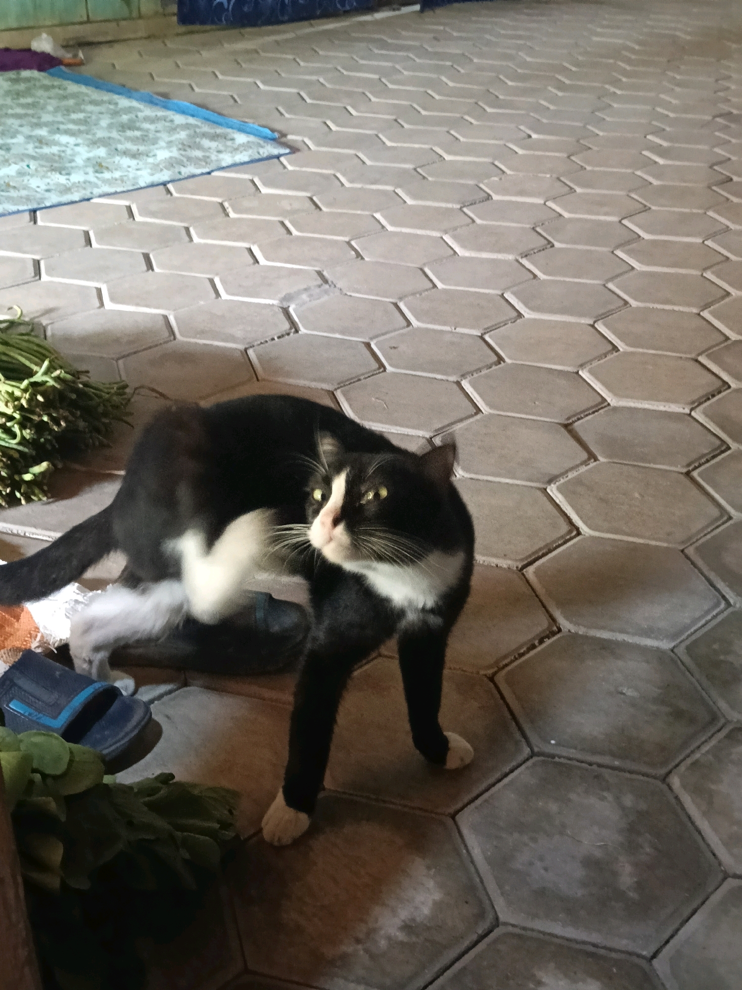 A black and white cat is positioned on a hexagonal tiled floor. The cat has its head turned to the right, and its body is partially obscured by its right leg, which it appears to be scratching. There is a bunch of green leafy vegetables to the left of the cat, and a blue sandal is visible underneath the cat. In the background, a light-colored mat with a blue border is on the ground, and a dark blue object is partially visible beyond that. The image is taken from a high angle, looking down at the scene. The location is the city of Nglungger, Indonesia.