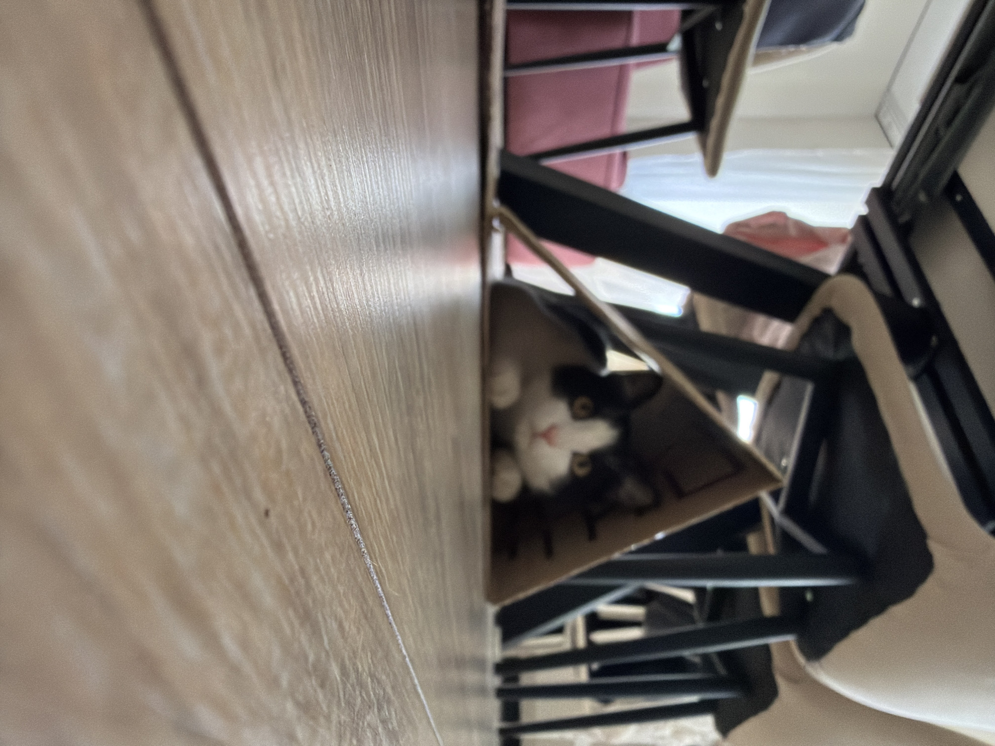 An indoor shot taken at floor level captures a black and white cat hiding inside a triangular cardboard structure placed beneath a table and chairs. The cat, with yellow eyes and a pink nose, is peeking out from the opening of the cardboard. The floor is made of light-colored wooden planks. In the background, the legs of dark-colored chairs and a pink upholstered bench are visible, along with a white curtain. This scene is unlikely to be specifically located in the city of Chaikovsky, Russia, as there are no identifying features to suggest this location.