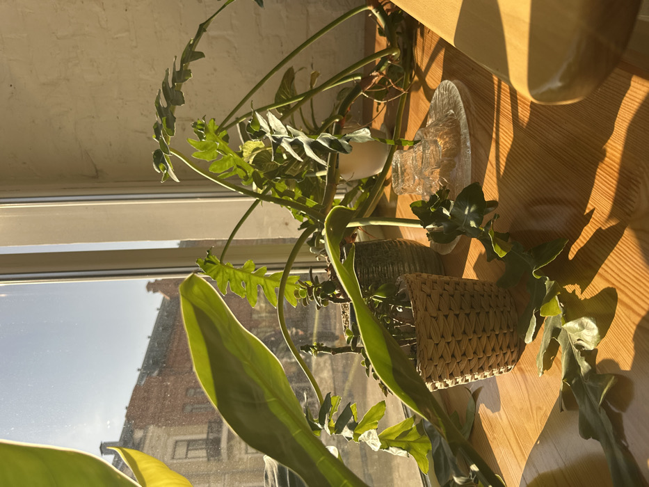 The image depicts an indoor scene at a sunlit window overlooking an urban environment. A polished light-brown wooden surface, likely a windowsill or table, occupies the foreground. Multiple potted plants are arranged on this surface: a plant with large, smooth, light-green leaves partially obscures the left foreground; next to it, in a woven wicker pot, is a plant with small, oval, succulent-like leaves; centrally, a large plant with deeply lobed and serrated green leaves, consistent with a Philodendron species, sprawls across the surface. Further back, a plant in a dark green pot and another in a white pot are visible. On the right, a clear, ribbed glass plate holds two stacked clear, ribbed glass cups. Strong, direct sunlight streams through the white-framed window, casting distinct, elongated shadows from the objects onto the wooden surface. The interior wall to the right of the window is composed of white-painted bricks. Through the window, under a clear blue sky, a multi-story building with a light red-brown brick facade and classical architectural details around its windows is visible. This architectural style is characteristic of historic urban areas in Kazan, Russia, suchating locations such as Bauman Street or Kremlin Street. No individuals are present in the scene.