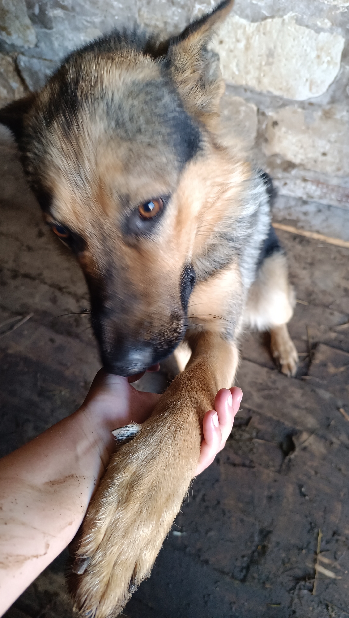 A close-up, high-angle shot shows a German Shepherd dog resting its front paw on a person's hand. The dog's head is lowered as it appears to be gently licking or nudging the person's fingers. The dog's fur is a mix of brown, black, and tan. The person's hand is partially obscured by the dog's paw, and their skin appears to have dirt smudges. The background consists of a rough, stone wall and a dark, wooden floor with some scattered debris, suggesting an outdoor or rustic setting. There is no information that can identify the specific location within the city of Karsha, Russia.