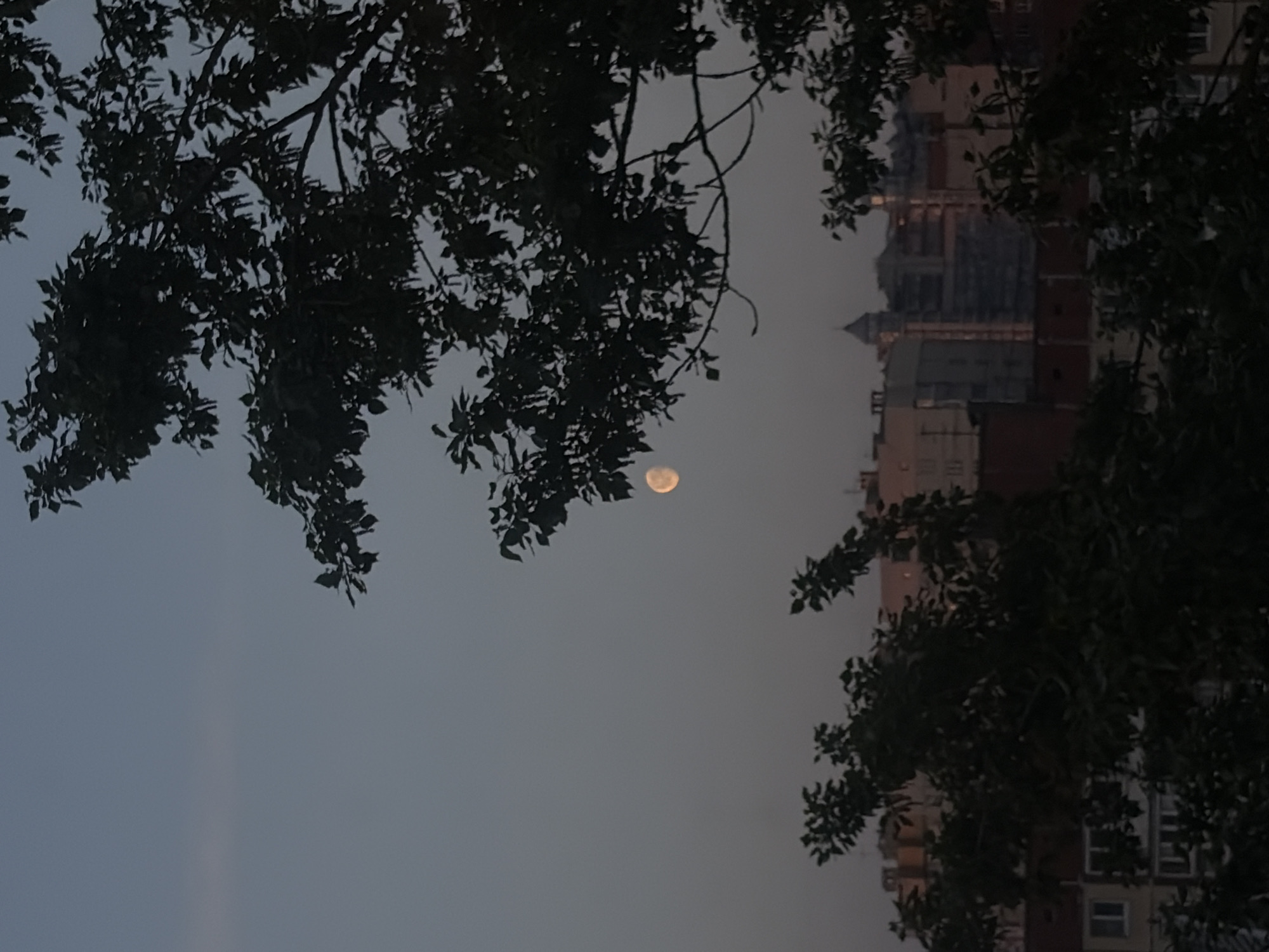 This photograph, taken in Saint Petersburg, Russia, depicts an evening or dusk urban landscape. The primary subjects are a crescent moon, dark tree branches, and distant buildings, all set against a muted blue-grey sky.
The moon, displaying a warm yellowish-orange glow, is visible in the upper-mid section of the frame. Dark silhouettes of extensive tree branches and foliage frame the scene from the top and sides, partially obscuring the sky and buildings. In the background, several multi-story city buildings are discernible through the gaps in the trees. Their structural details, including windows and varied rooflines, are visible despite the low light conditions. One building notably features a distinctive pointed roof or spire on its upper section. There are no people or discernible text in the image.