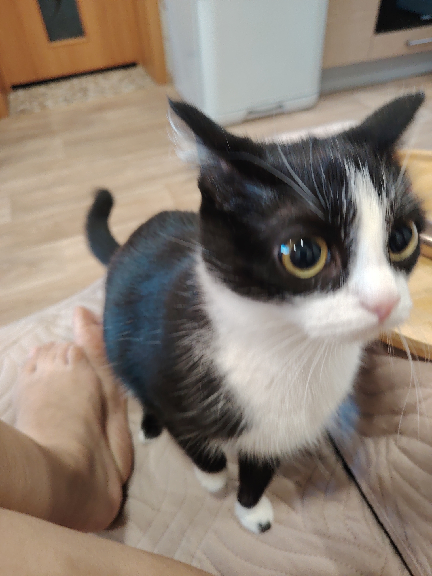 A black and white cat is sitting on a light brown quilted surface. The cat's body is mostly black with white markings on its chest, face, and paws. Its eyes are large and yellow with black pupils. The cat is looking towards the right side of the frame. To the left of the cat, a person's foot and lower leg are visible, with the foot resting on the same quilted surface. In the background, a wooden floor and door are partially visible. The scene appears to be indoors, in what could be a residential setting. The image is slightly blurry.