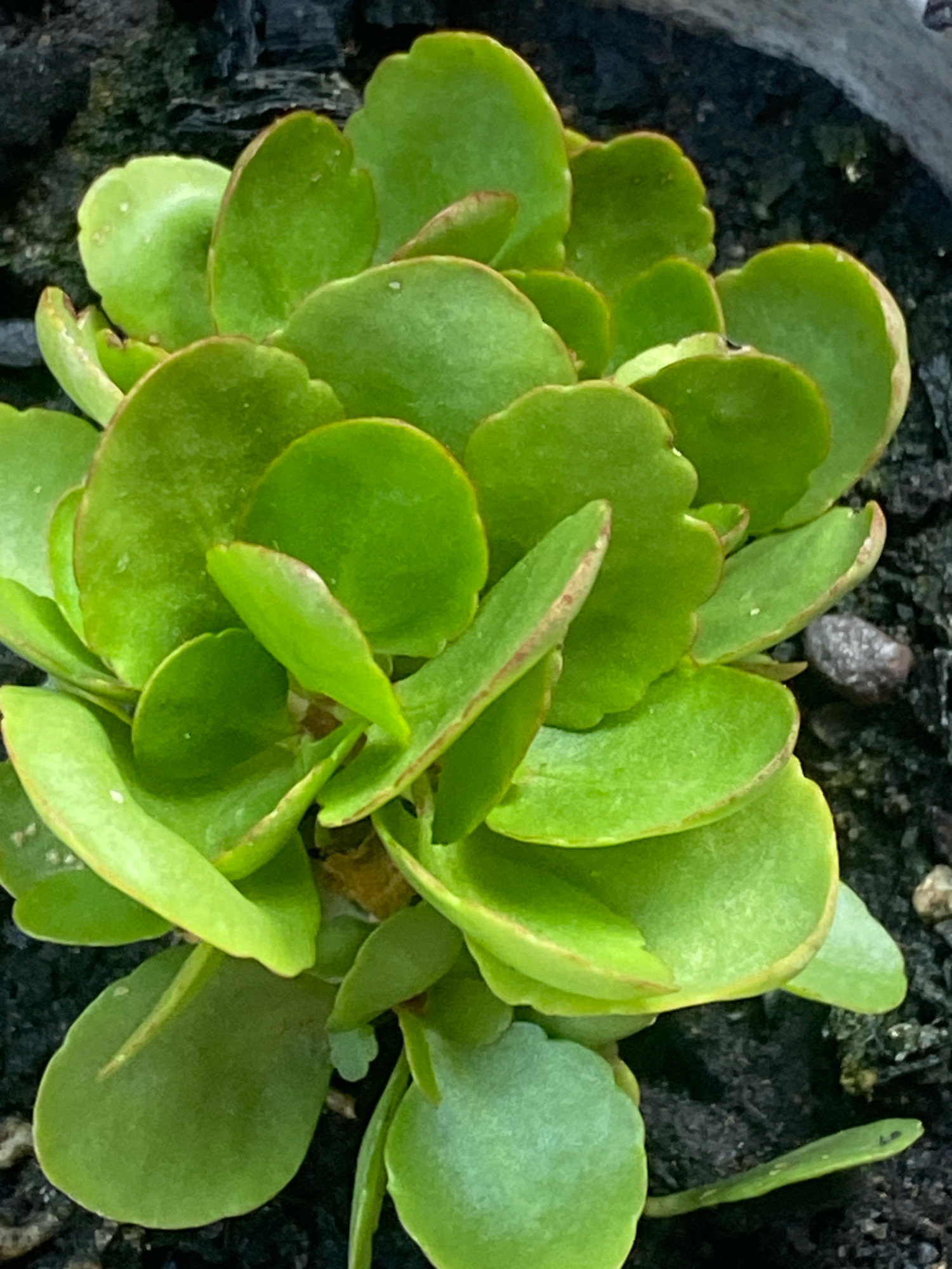 A close-up, overhead shot captures a succulent plant with vibrant green, fleshy leaves. The leaves are broadly ovate with slightly scalloped edges and a reddish-brown tinge along the margins. They are arranged in a dense, layered formation, characteristic of the succulent's growth habit. The plant is rooted in dark, loamy soil, with some small grey pebbles visible. The background is out of focus, suggesting an outdoor setting, possibly a garden or planter. There are no people or animals present in the image. The scene is one of natural growth and detail of a single plant species. The image is not specific to Batam, Indonesia; it is a generic botanical photograph.