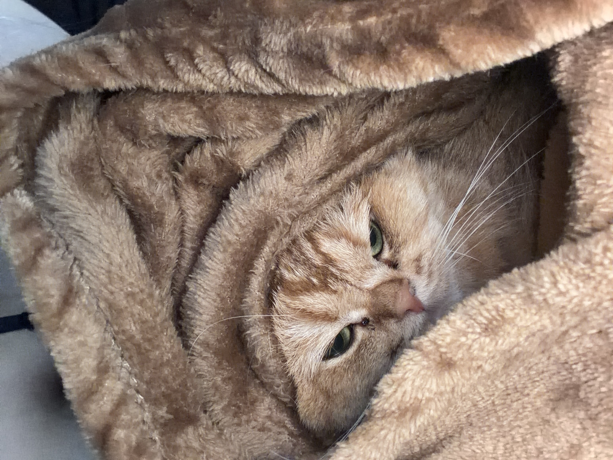 An orange tabby cat is nestled in a brown fuzzy blanket, with only its face visible. The cat's eyes are green and it appears to be looking slightly downwards. There is a small dark spot on the bridge of its nose, possibly a flea or a speck of dirt. The blanket is draped over the cat, creating a cozy and secure environment. The background is out of focus and appears to be a light-colored surface. The image is a close-up shot, focusing on the cat's face and the texture of the blanket. There is no information in the image to suggest a specific location in Đà Nẵng, Vietnam.