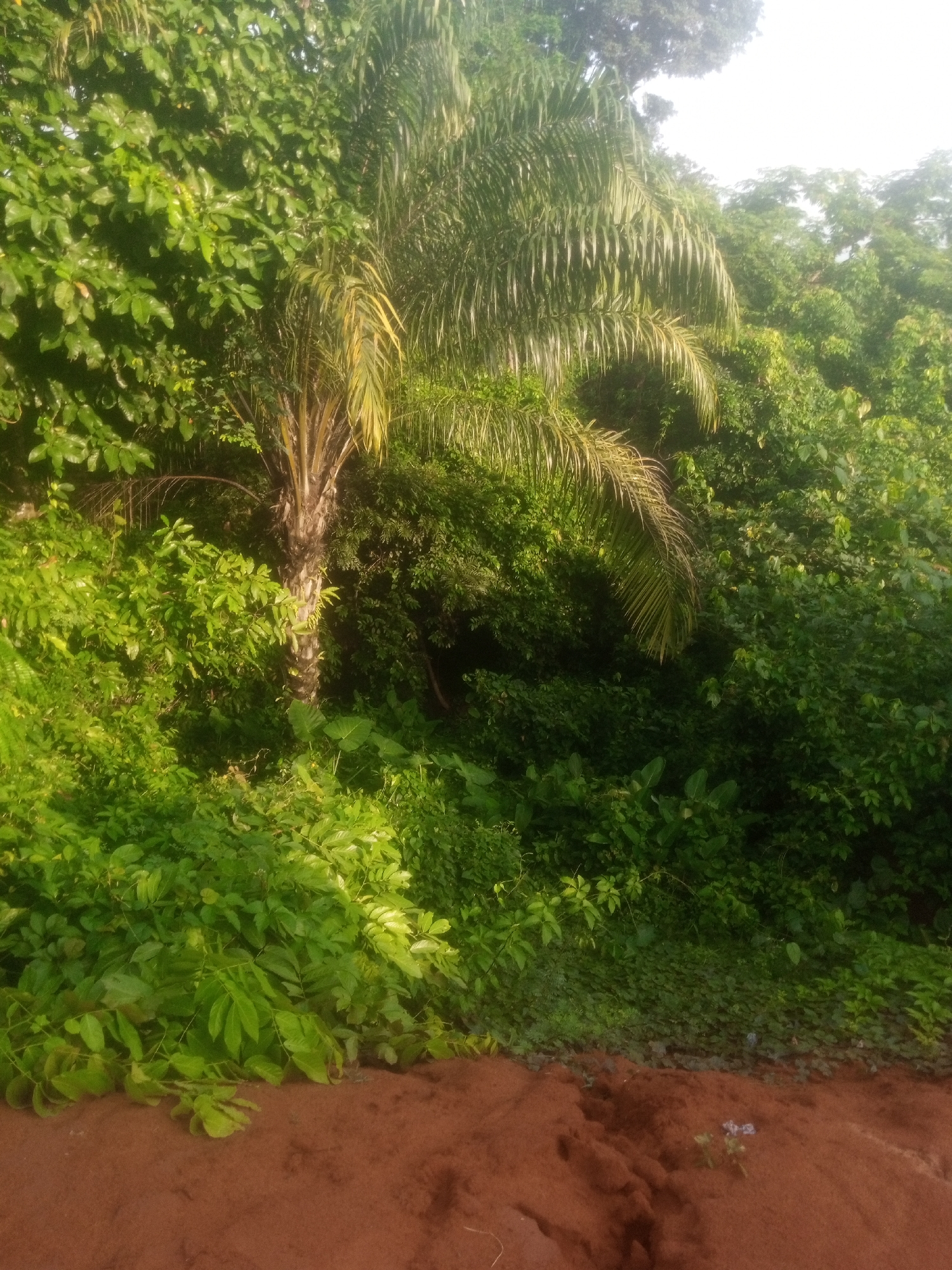 The image captures a lush, overgrown natural environment with dense foliage. A prominent palm tree stands near the center, its fronds illuminated by sunlight. The surrounding vegetation is a mix of vibrant green leaves and stems, creating a wild and untamed appearance. The ground in the foreground is covered with reddish-brown soil, suggesting an earthy or undeveloped area. In the distance, more trees and greenery create a deep, layered backdrop, with the sky barely visible through the canopy. The scene appears to be a natural landscape within the city of Amaokpala, Nigeria.