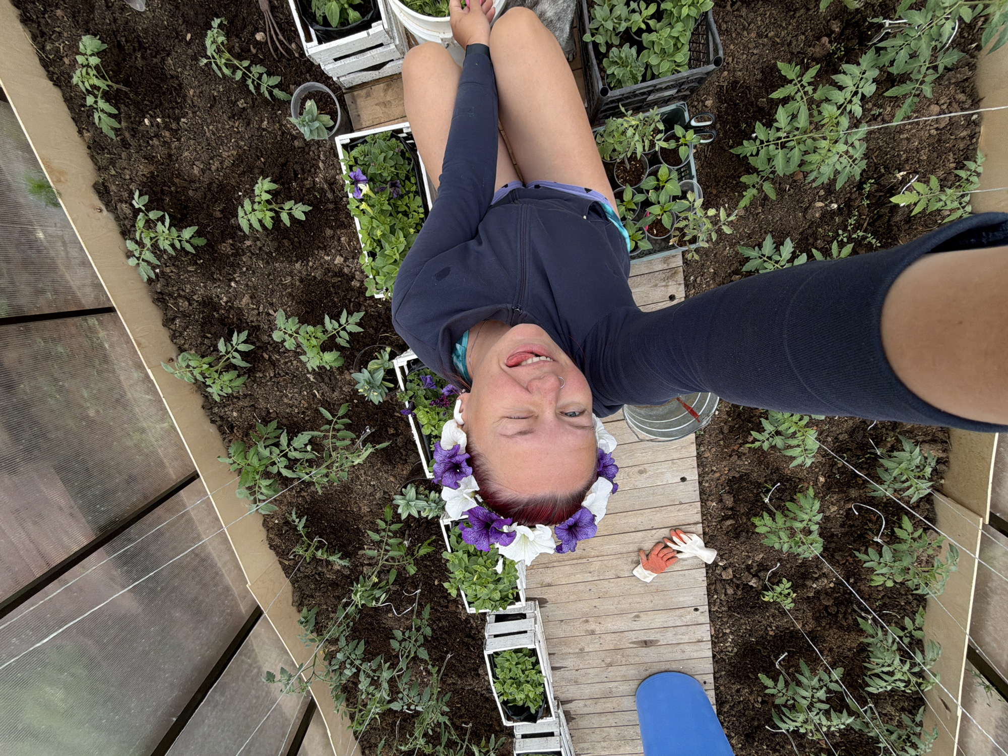 A top-down, wide-angle view shows a woman in a greenhouse in Chaikovsky, Russia. She wears a dark blue long-sleeve shirt and short shorts. A floral crown of white and purple petunias is on her head. She is winking and sticking her tongue out.
The greenhouse contains rows of tomato plants growing in soil beds on either side of a wooden walkway. Several potted plants, including more petunias in white crates, line the walkway. Gardening gloves and a blue bucket sit on the wooden floor. The greenhouse structure is made of translucent corrugated panels with a wooden frame. The lighting is natural.