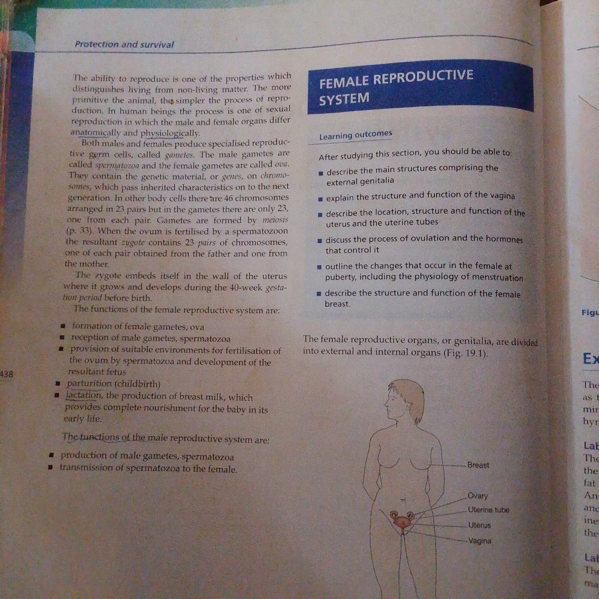 The image provided is a scan of a textbook page discussing the female reproductive system. The page is divided into two columns. The left column contains text describing the ability to reproduce, germ cells (gametes), and the functions of the female reproductive system, including formation of gametes, reception of male gametes, provision of a suitable environment for fertilization and development, parturition, and lactation. It also briefly mentions the functions of the male reproductive system.
The right column has a blue heading "FEMALE REPRODUCTIVE SYSTEM" followed by "Learning outcomes" which lists objectives for studying the section. Below this, there is a diagram of the female reproductive organs with labels for Breast, Ovary, Uterine tube, Uterus, and Vagina. The text continues to describe the female reproductive organs as being divided into external and internal organs.
The image does not contain any information about the city of Jalingo, Nigeria, nor any details of a scene that would be found in a city.