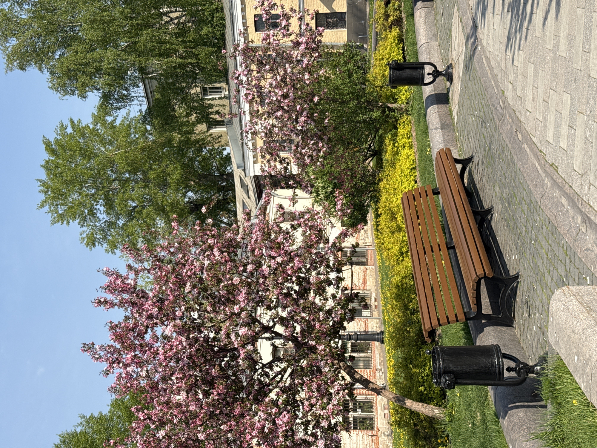 The image shows a park scene. A wooden bench is situated next to a paved path, with a black trash can nearby. Lush green grass and yellow bushes surround the area. Behind the bench and vegetation stands a building with windows. Trees with pink blossoms provide shade. The sky is clear and blue. The location is a park in an unknown city.