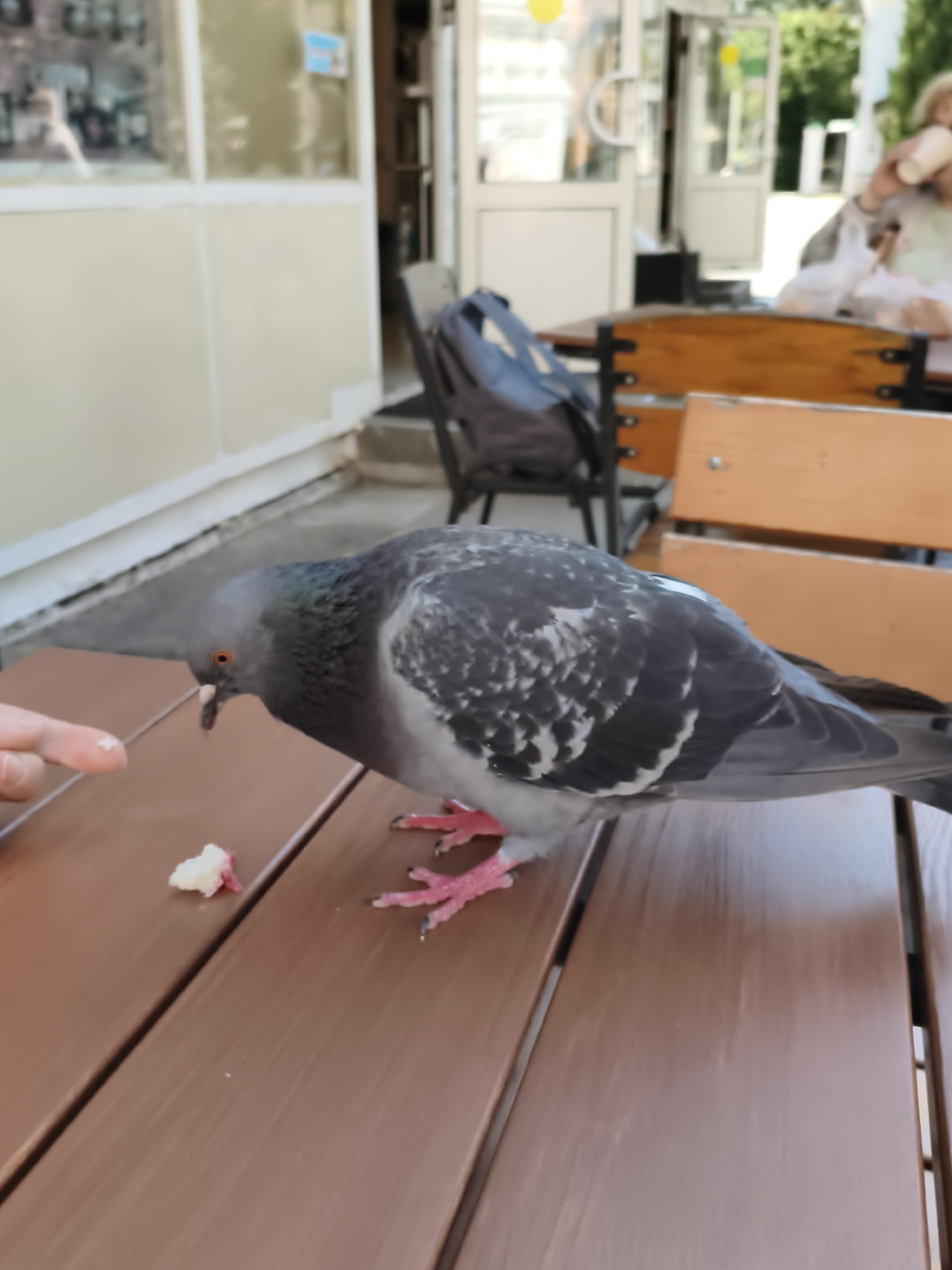 A pigeon is being fed by a person on a wooden table. The pigeon is grey with iridescent green and purple feathers on its neck, and it has pink feet. The person's finger is extended toward the pigeon, offering it a small piece of food. Another piece of food is on the table in front of the pigeon. The table is a dark brown color. In the background, there is a building with large windows and an open doorway. There are also wooden benches and chairs visible. The overall setting appears to be an outdoor seating area of a cafe or restaurant.