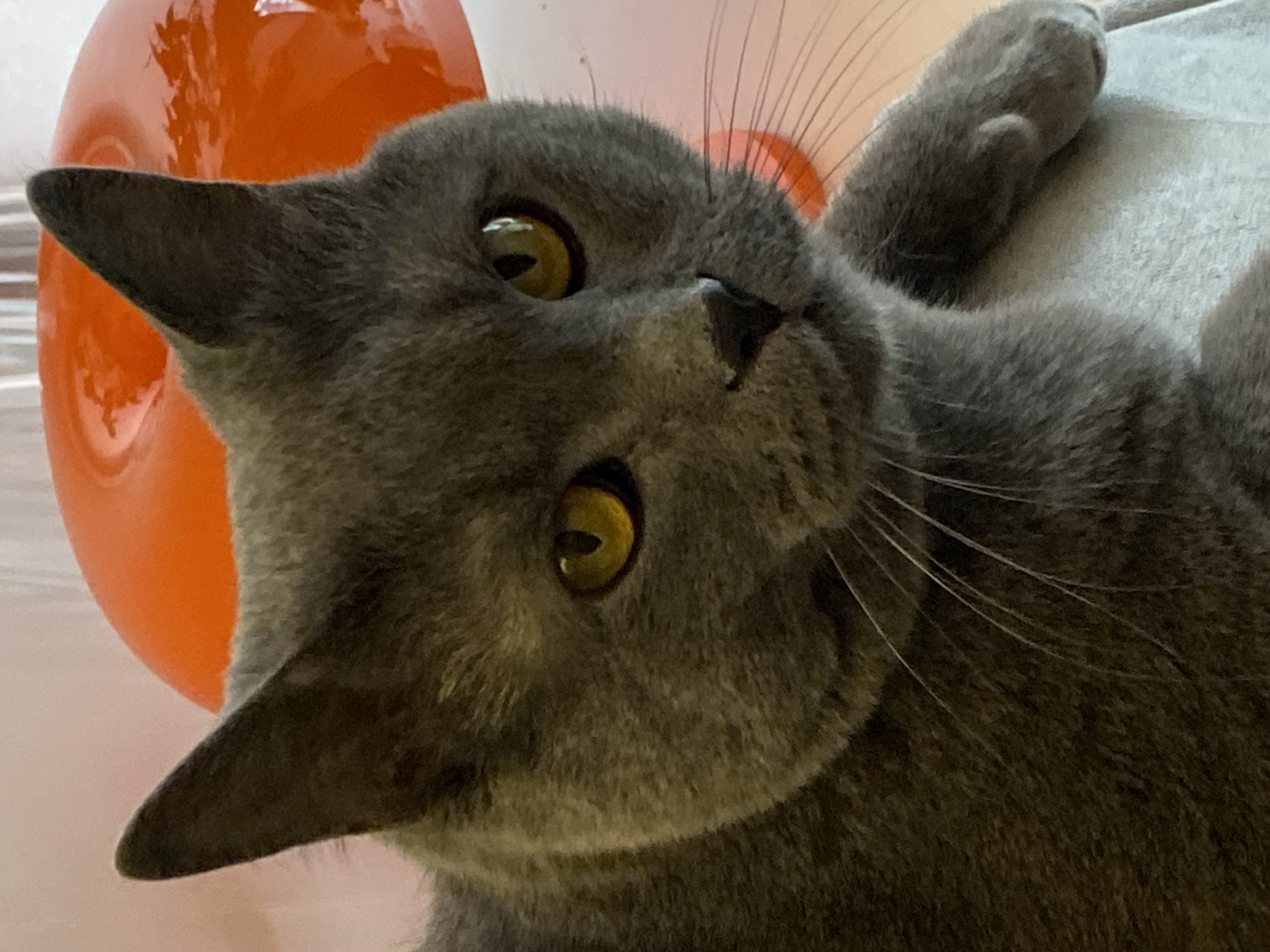 A gray cat with yellow eyes is lying on its back, looking at the camera. An orange object is visible in the background. The image does not provide information about the location in Votkinsk, Russia, or any people, specific actions, interactions, or environmental details beyond what is already described.