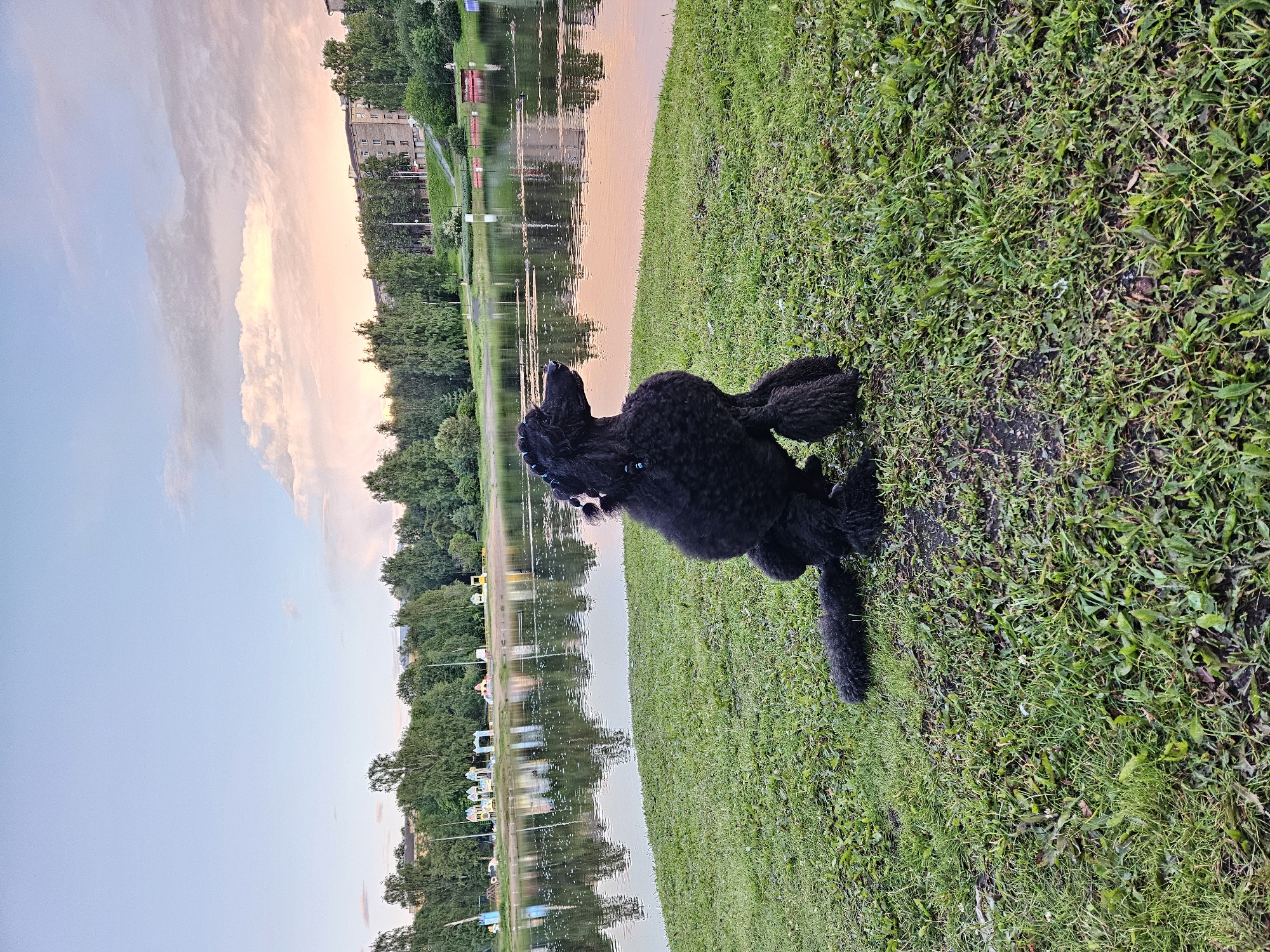 A black poodle dog sits on a grassy embankment overlooking a lake at sunset. The dog is in the foreground, facing left, with its tail curled behind it. The lake reflects the pink and orange hues of the sky, and a line of trees and buildings can be seen on the opposite shore. A playground with colorful structures is visible in the distance on the left side of the image, along with apartment buildings in the background. The sky is a soft gradient of blue and pink, with wispy clouds. The grass is green and slightly damp, with some fallen leaves scattered on it.