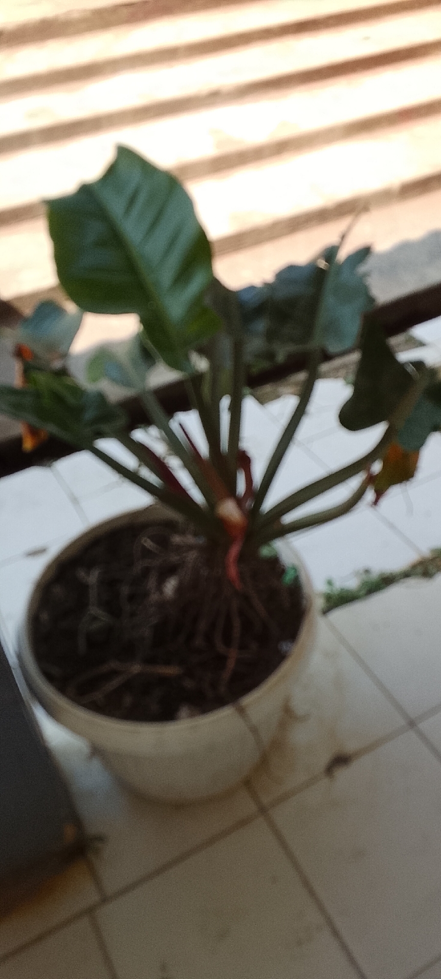 An out-of-focus, medium shot captures a potted plant in a white plastic pot. The plant has large, dark green leaves and red stems, with visible roots near the surface of the soil. The pot rests on a tiled surface, possibly a floor or patio, with a background of horizontal wooden slats. The lighting suggests it is daytime. The scene appears to be an outdoor setting in Jepara, Indonesia, likely a residential area. No people are present.