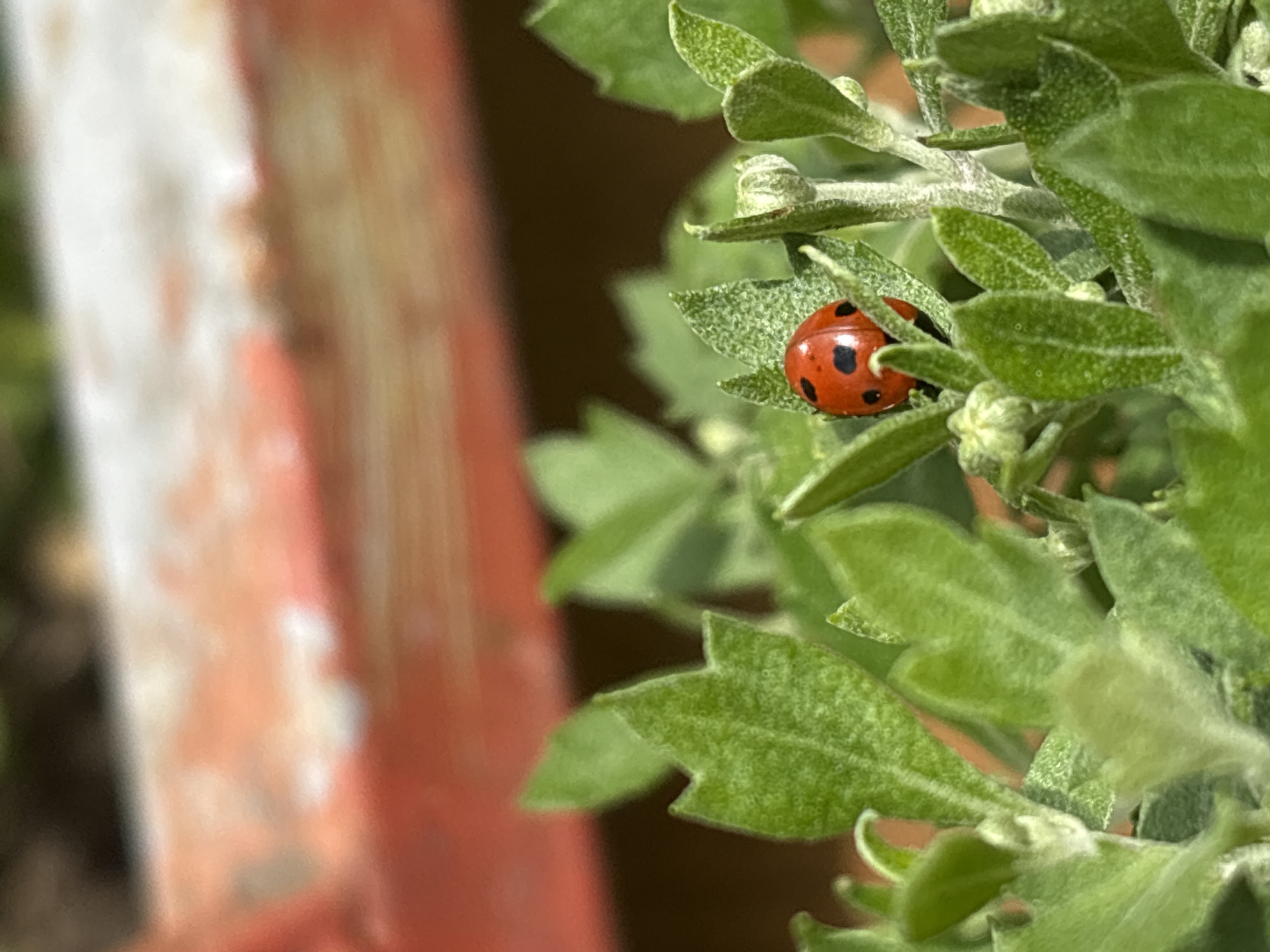 The image shows a close-up of a ladybug resting on a vibrant green leaf. The ladybug is red with black spots. The leaf is part of a plant with fuzzy, green foliage. In the background, a blurred reddish-orange object is visible, possibly a part of a railing or a planter. The overall scene is outdoors with natural lighting. The photograph was taken in Mikhaylovsk, Russia.