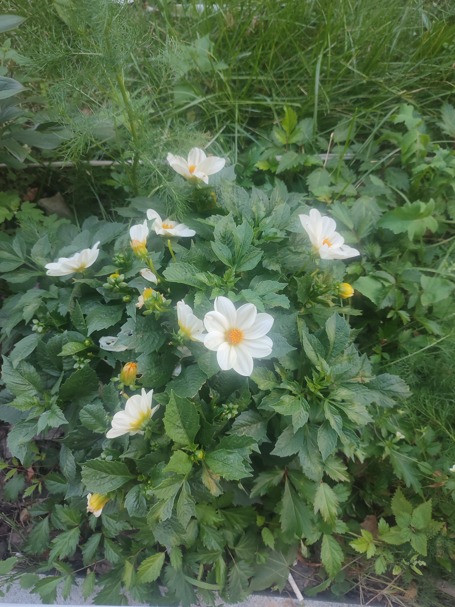 A close-up, high-angle shot depicts a cluster of white dahlias with yellow centers, surrounded by lush green foliage and grass. The flowers, varying in bloom stage from fully open to budding, are the primary subjects. The background is a dense mix of green leaves and blades of grass. The scene is likely outdoors in a garden setting. No people or animals are visible. The image lacks any specific identifying features that would place it in Moscow, Russia.