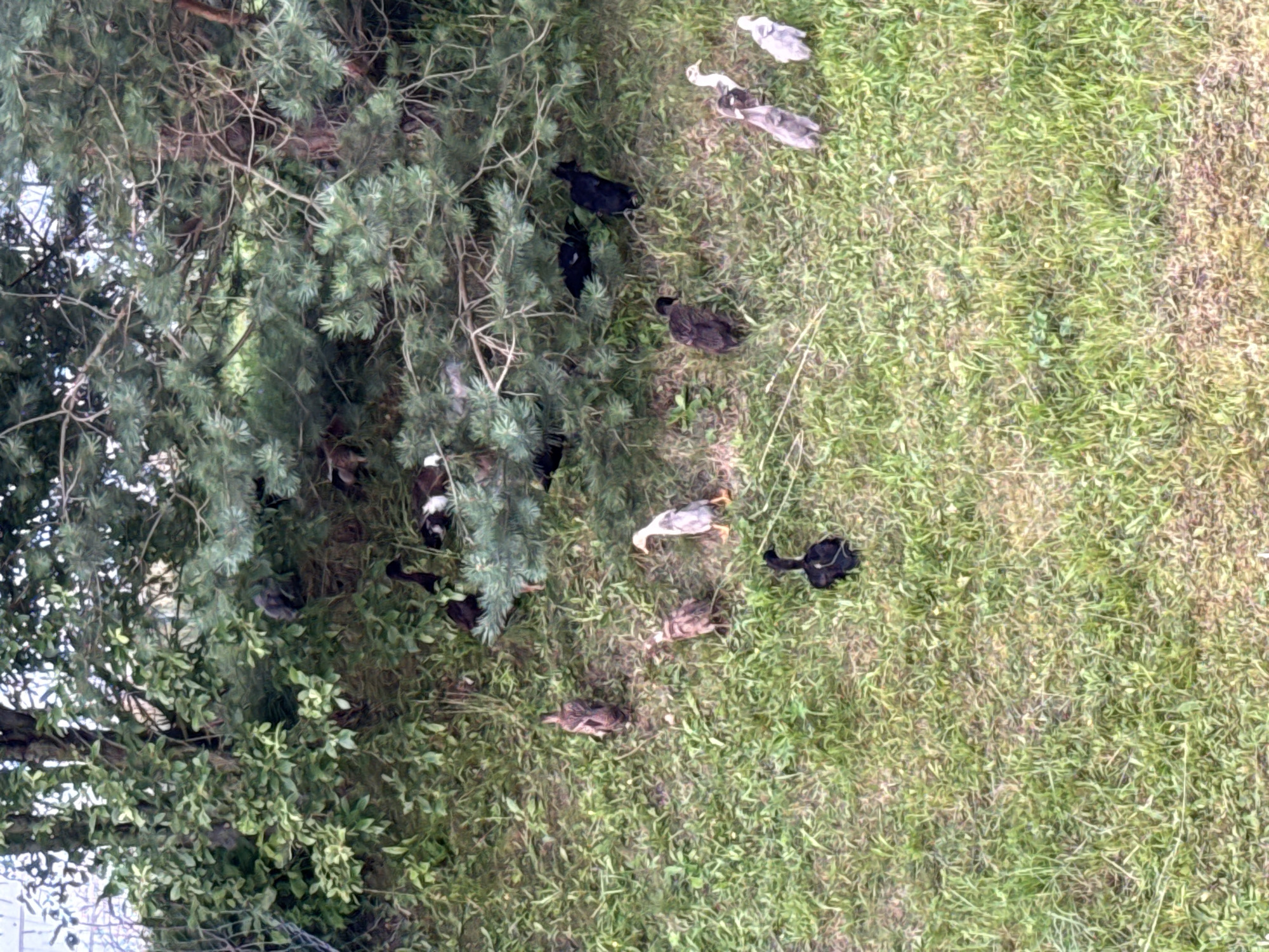 The image shows a grassy slope covered in green grass with some patches of dry straw. Several ducks of various ages and colors are scattered across the slope. In the upper portion of the image, dense green foliage from trees and bushes provides shade. There are at least thirteen ducks visible, including darker colored ducklings and some larger ducks with lighter colored feathers. One duck in the foreground is entirely black. The scene appears to be in a natural or semi-natural outdoor setting, likely in Galinė, Lithuania, given the context.