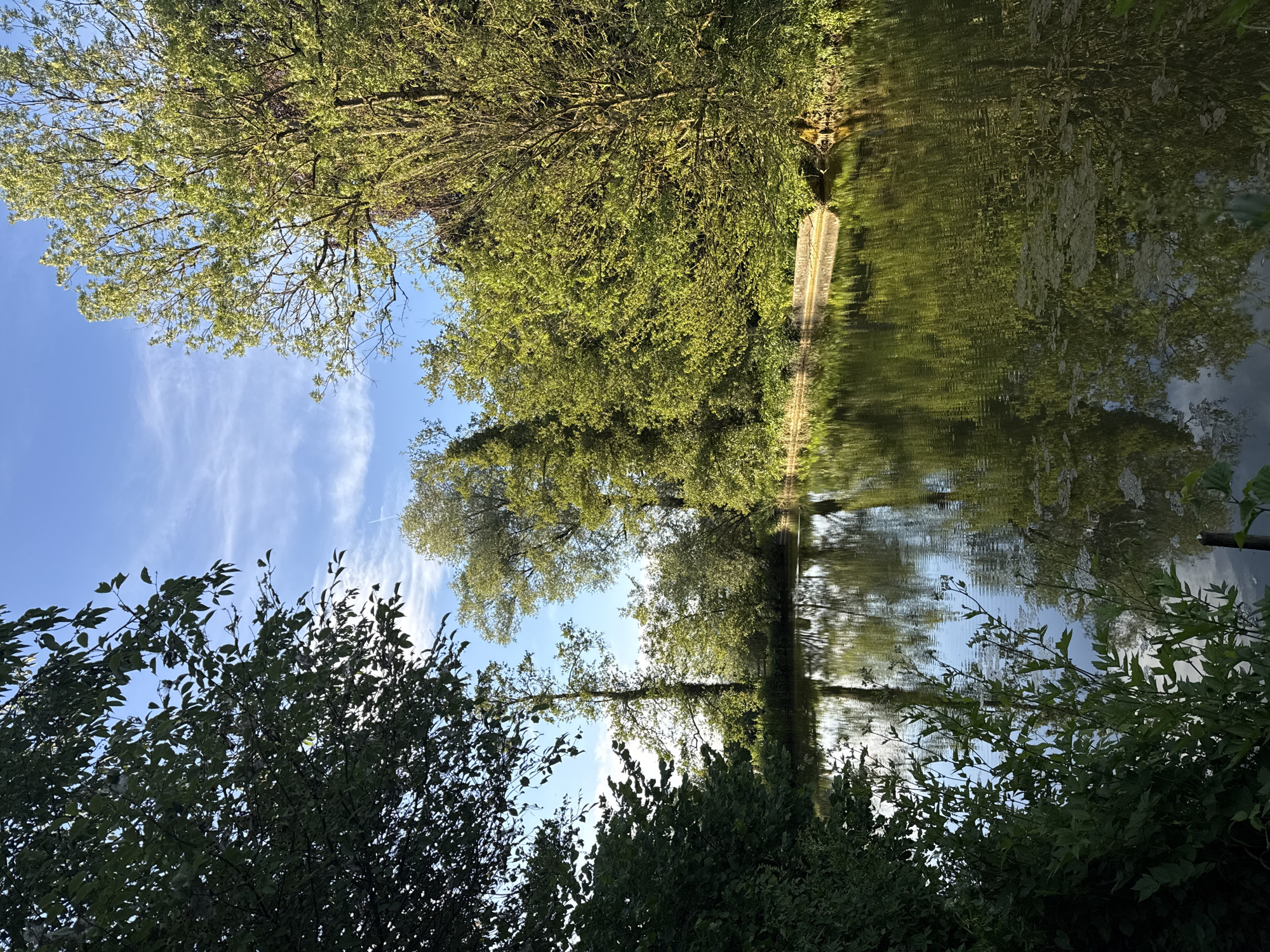 This is an outdoor, low-angle, full shot of a calm pond surrounded by lush green trees. The sky is blue with scattered white clouds. The pond's surface reflects the surrounding foliage and the sky. The pond bank is lined with a stone wall on the right side of the image, with dense vegetation growing behind it. In the foreground, on the left, is a thick cluster of dark green leaves, obscuring part of the pond. On the right side of the pond, a tall, slender tree stands out amongst the denser growth. The overall impression is one of a serene natural setting within the city of Embrach, Switzerland.