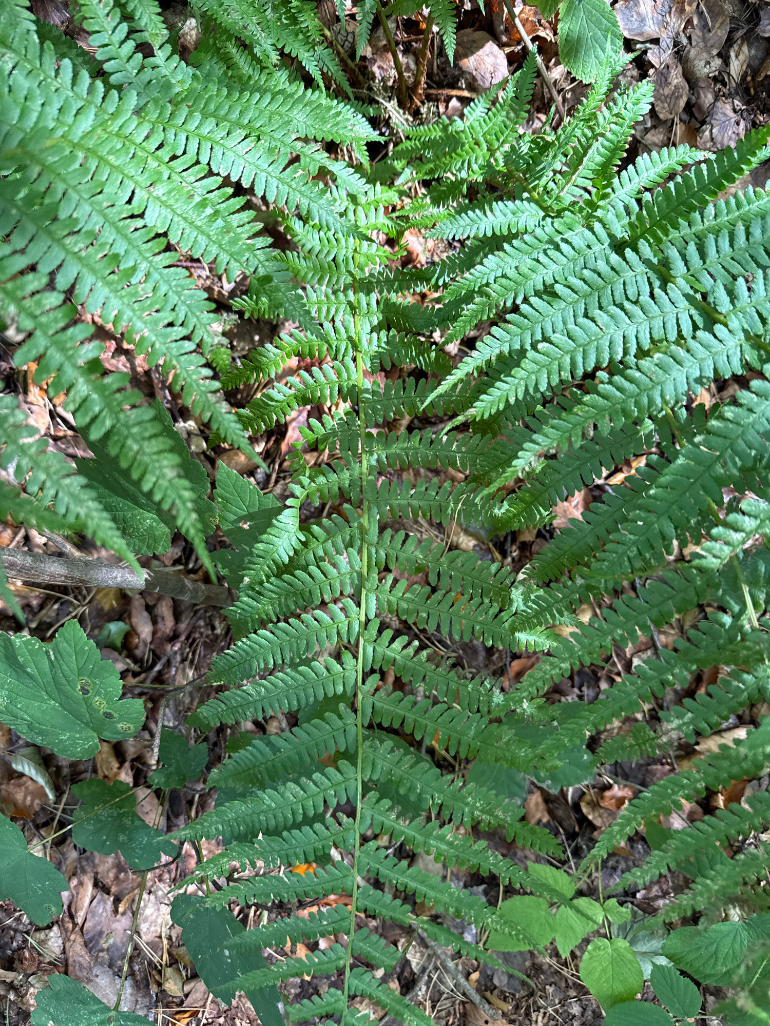 The image is a close-up, top-down view of a lush green fern plant with intricately serrated fronds. The fern is growing in a forest floor environment, evidenced by the surrounding fallen leaves, twigs, and dry earth. Some smaller green leaves and brown branches are also visible amongst the fern's foliage. The lighting suggests it is daytime, with dappled sunlight filtering through overhead foliage, creating highlights and shadows on the fern's leaves. The scene is static and appears to be an undisturbed natural setting. No people or animals are present. The image location is specified as the city of Bad Sachsa, Germany.